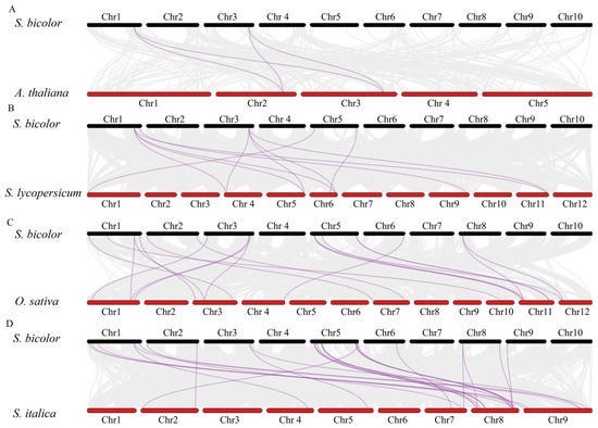 Genome-Wide Identification of the Dirigent Gene Family and Expression ...