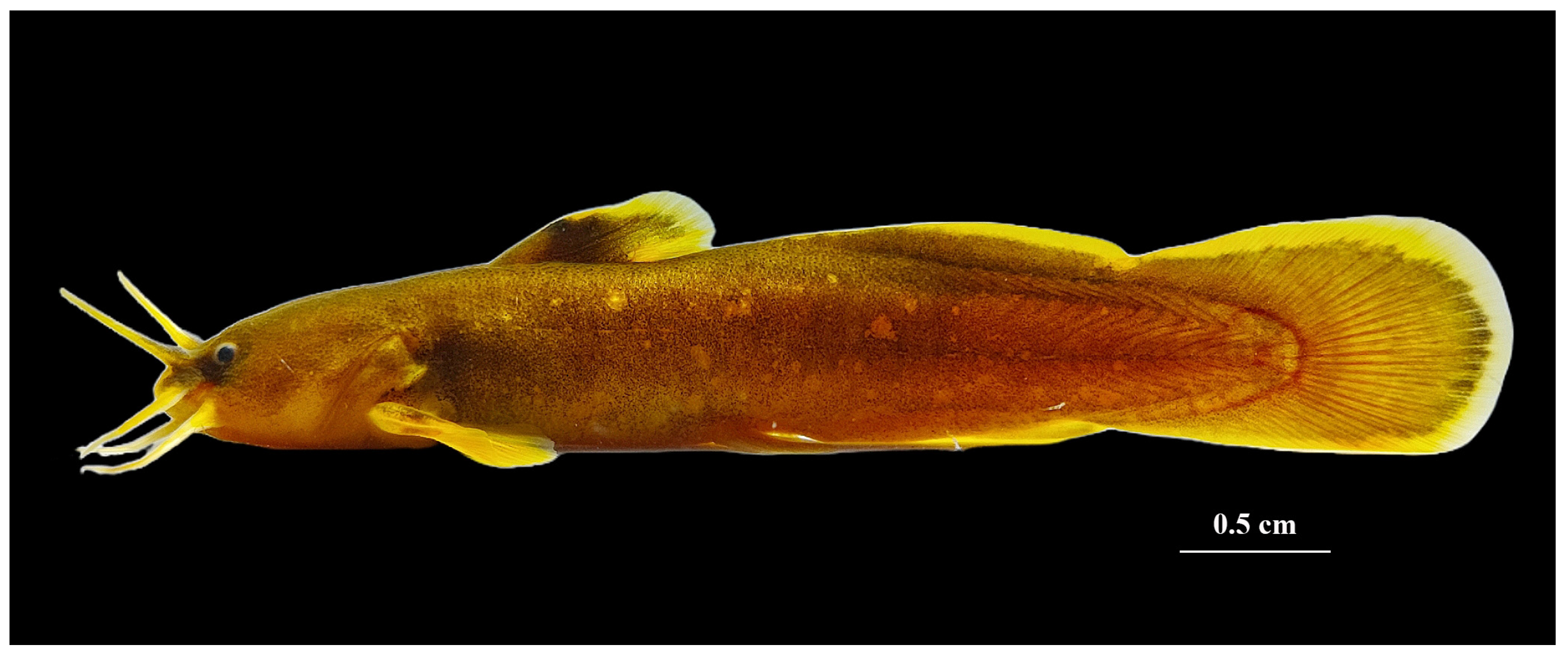 Genes 16 00977 g001 Genes 16 00977 g001