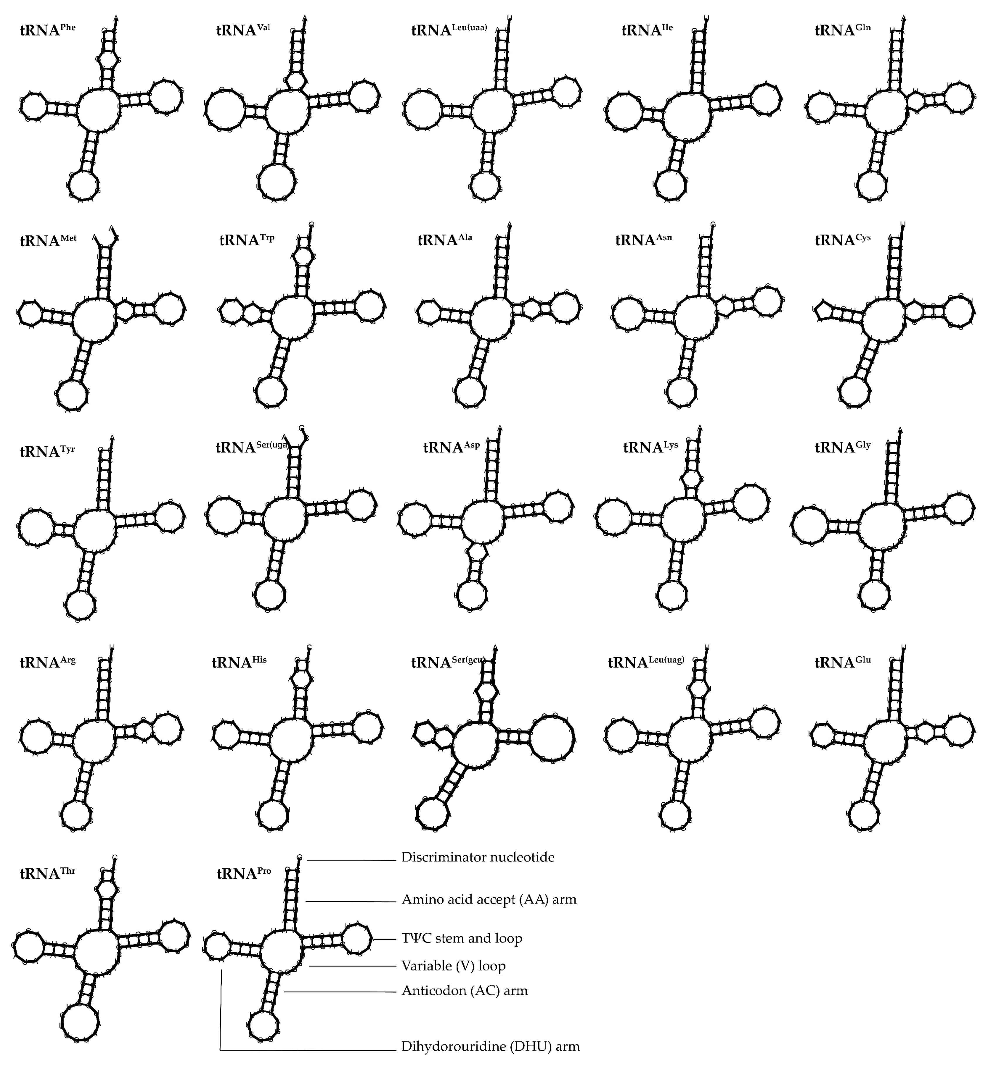 Genes 16 00977 g005 Genes 16 00977 g005