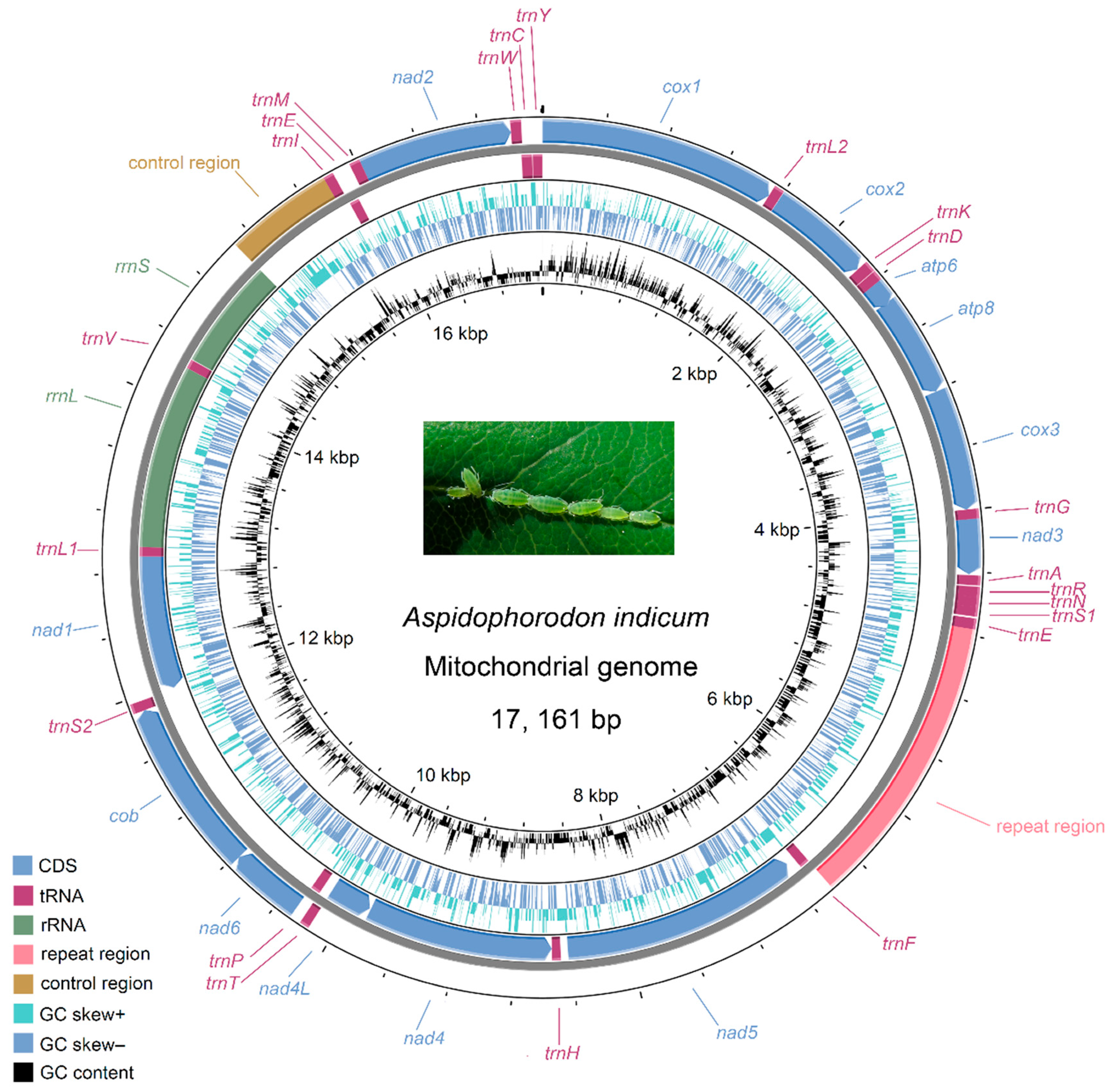 Genes 16 00979 g001 Genes 16 00979 g001