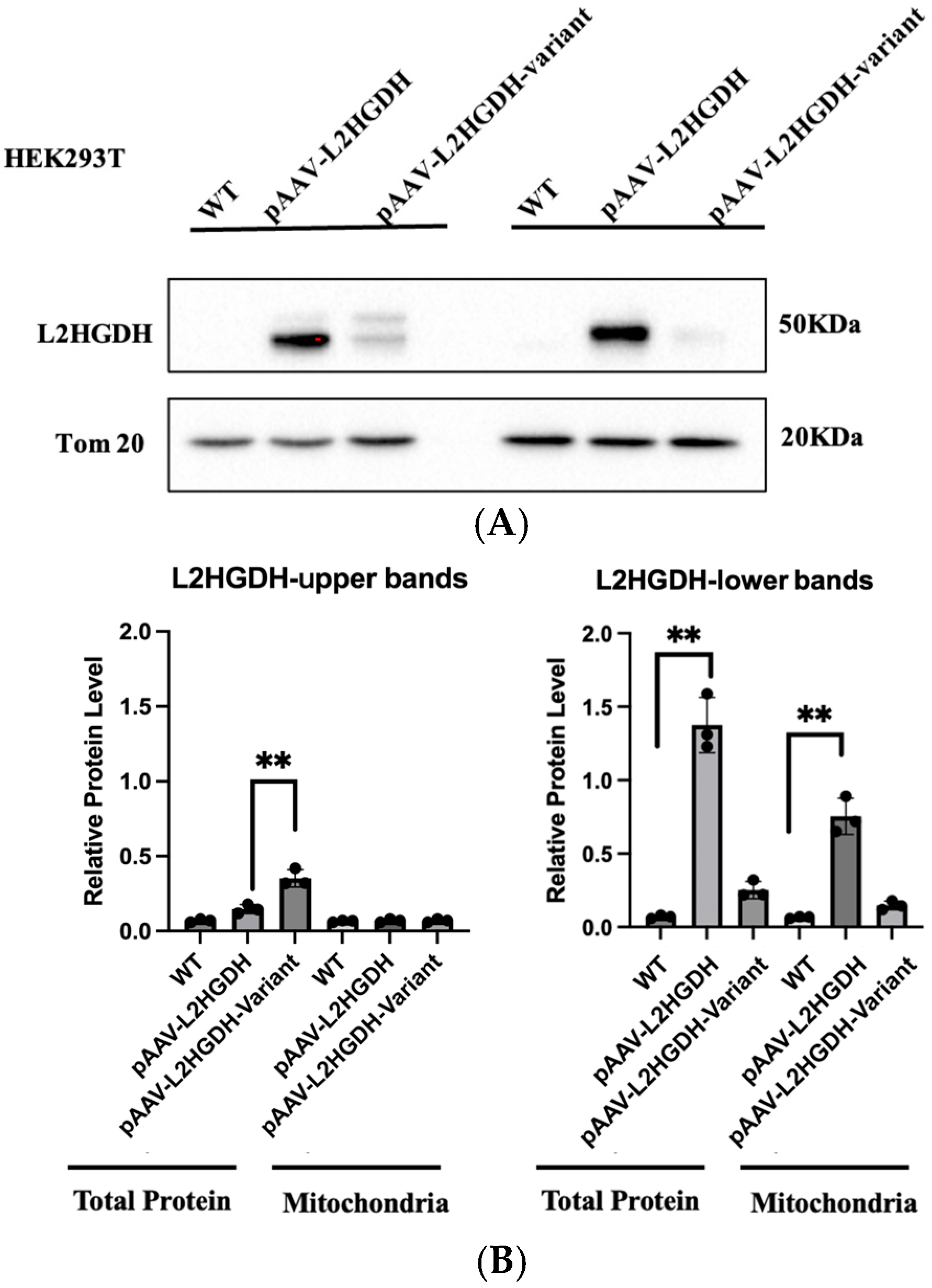 Genes 16 00982 g003a