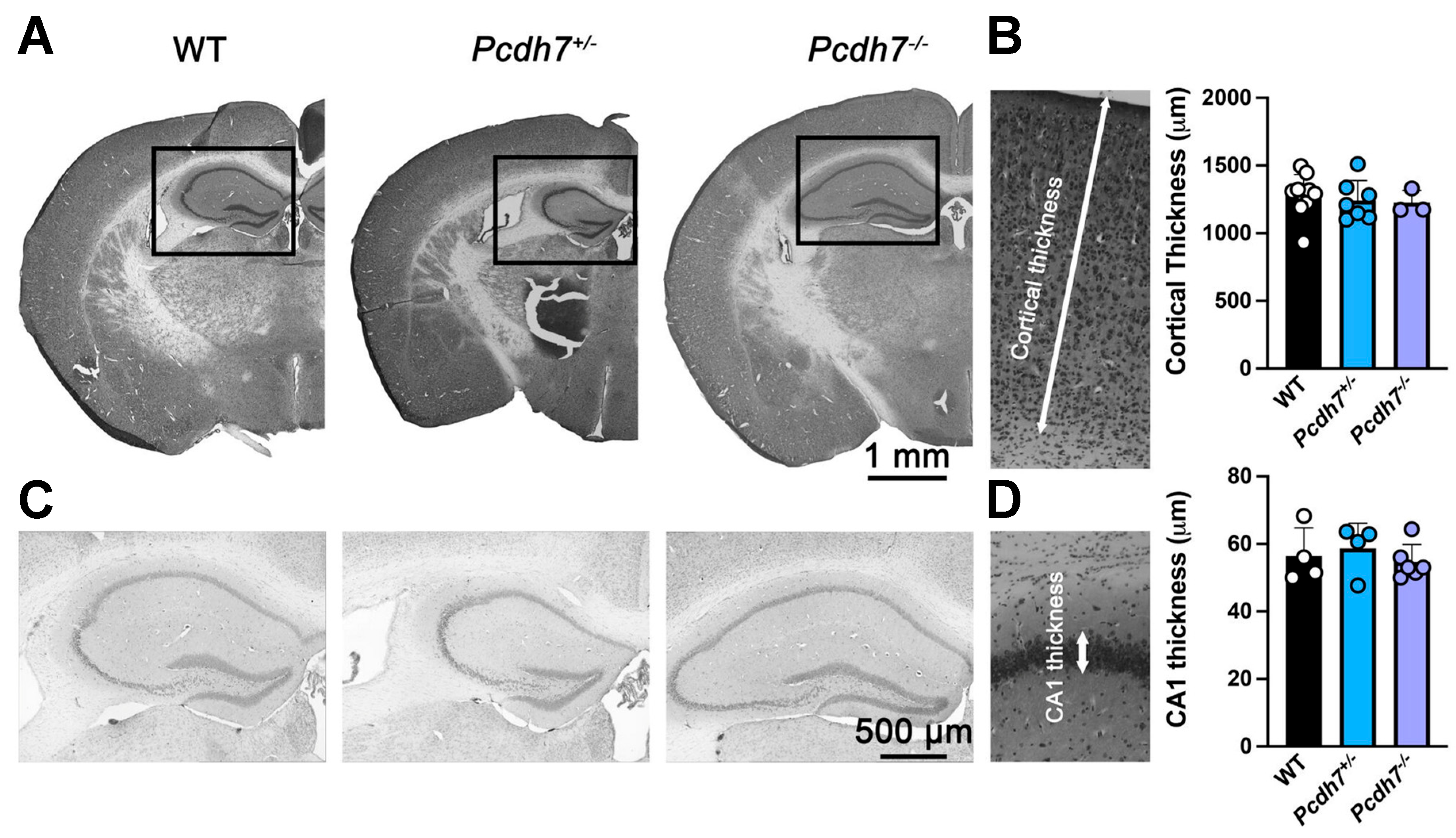 Genes 16 00985 g004 Genes 16 00985 g004