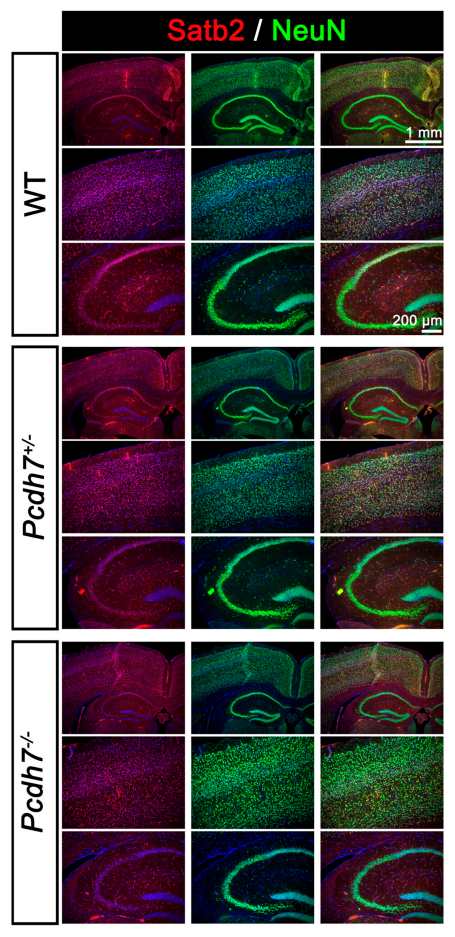 Genes 16 00985 g005 Genes 16 00985 g005