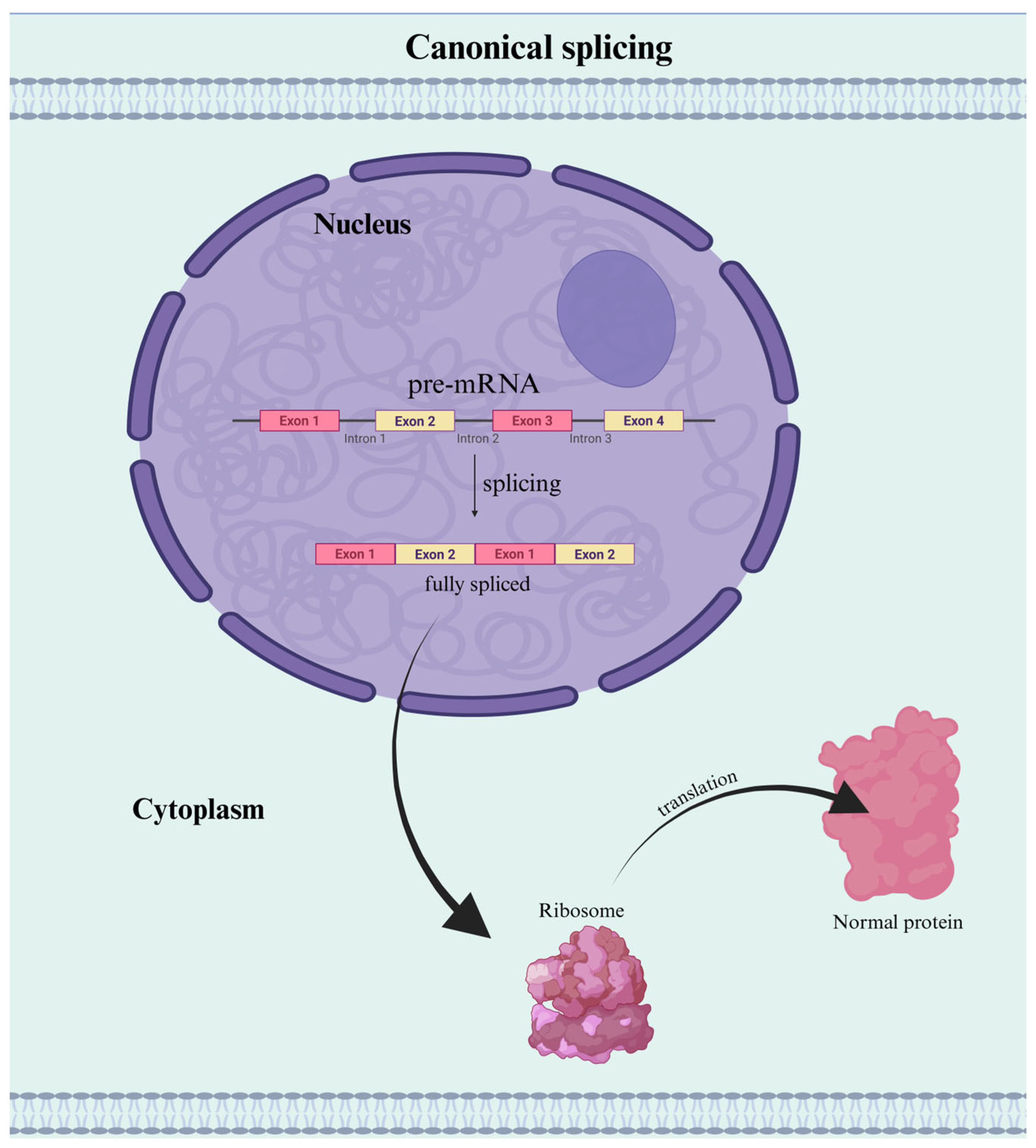 Genes 16 00986 g001 Genes 16 00986 g001