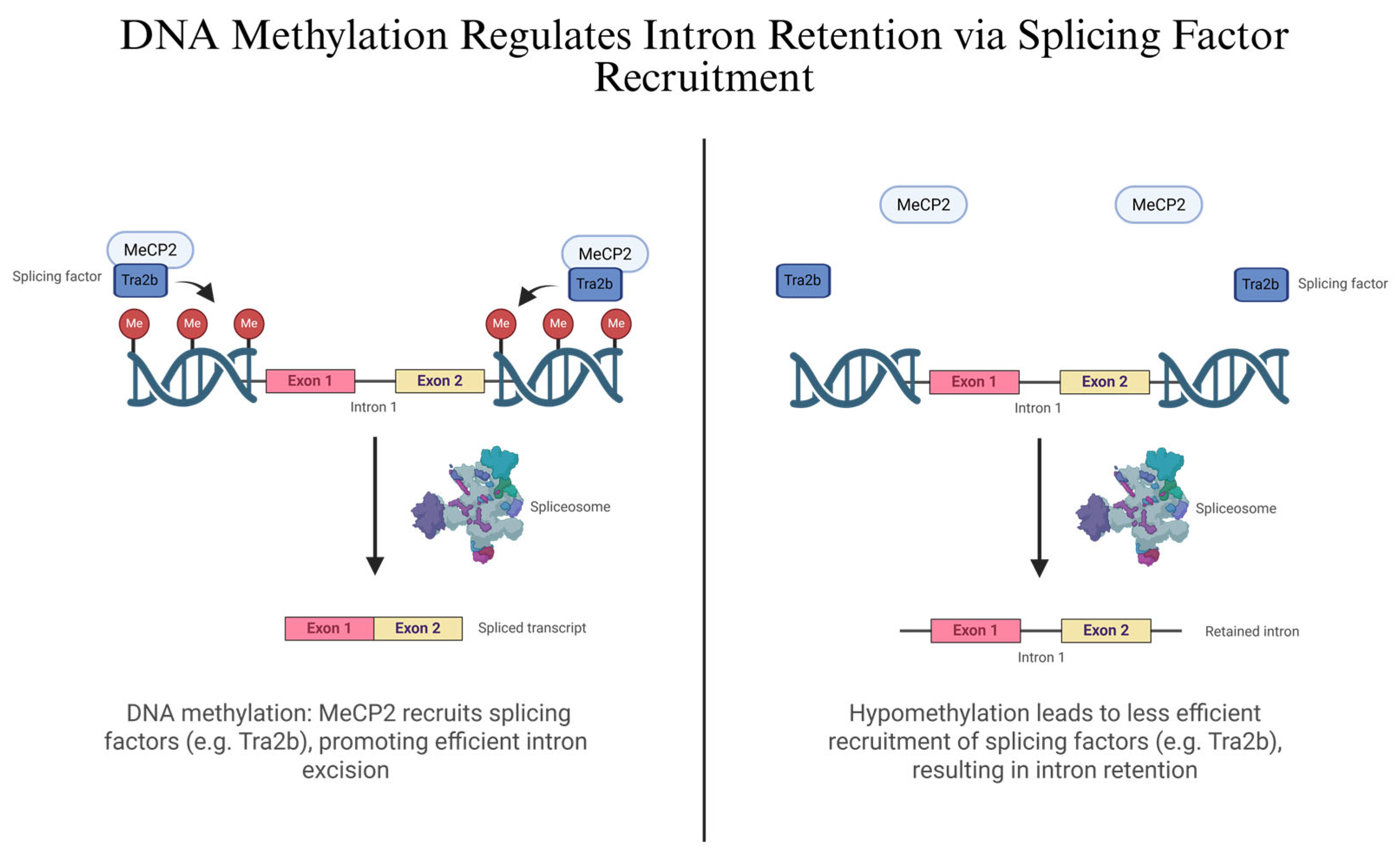 Genes 16 00986 g003 Genes 16 00986 g003
