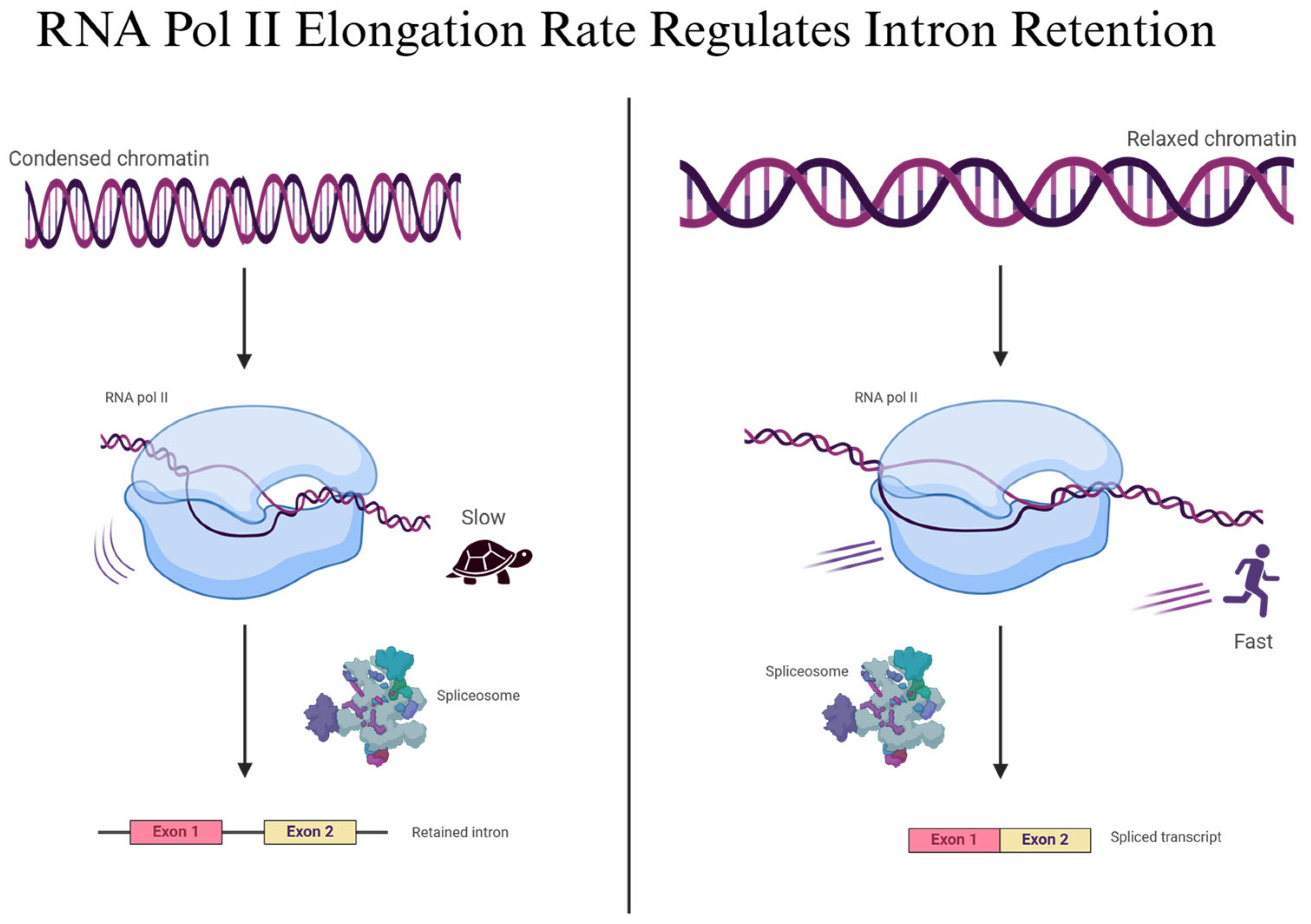Genes 16 00986 g004 Genes 16 00986 g004