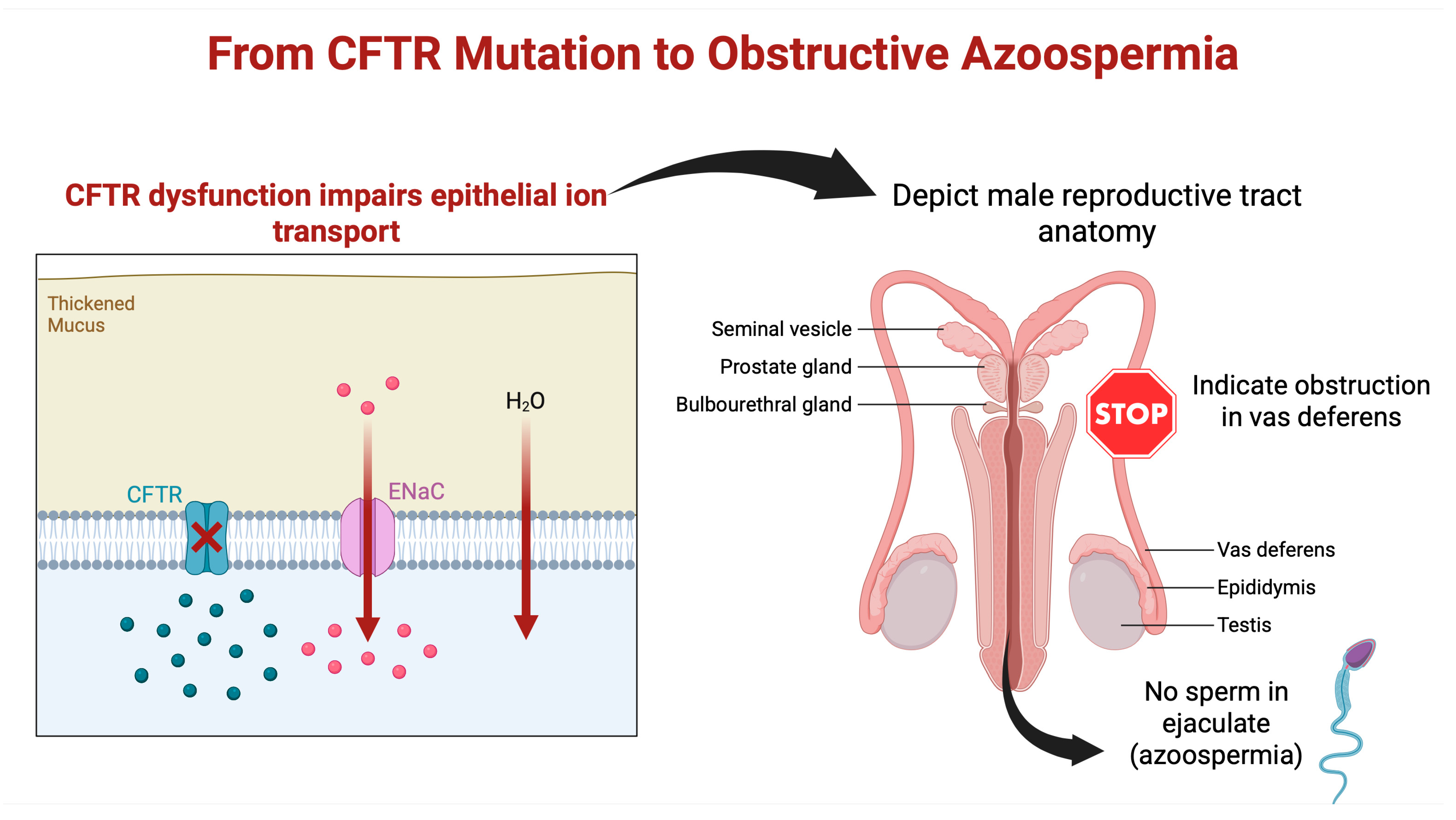 Genes 16 00994 g001 Genes 16 00994 g001