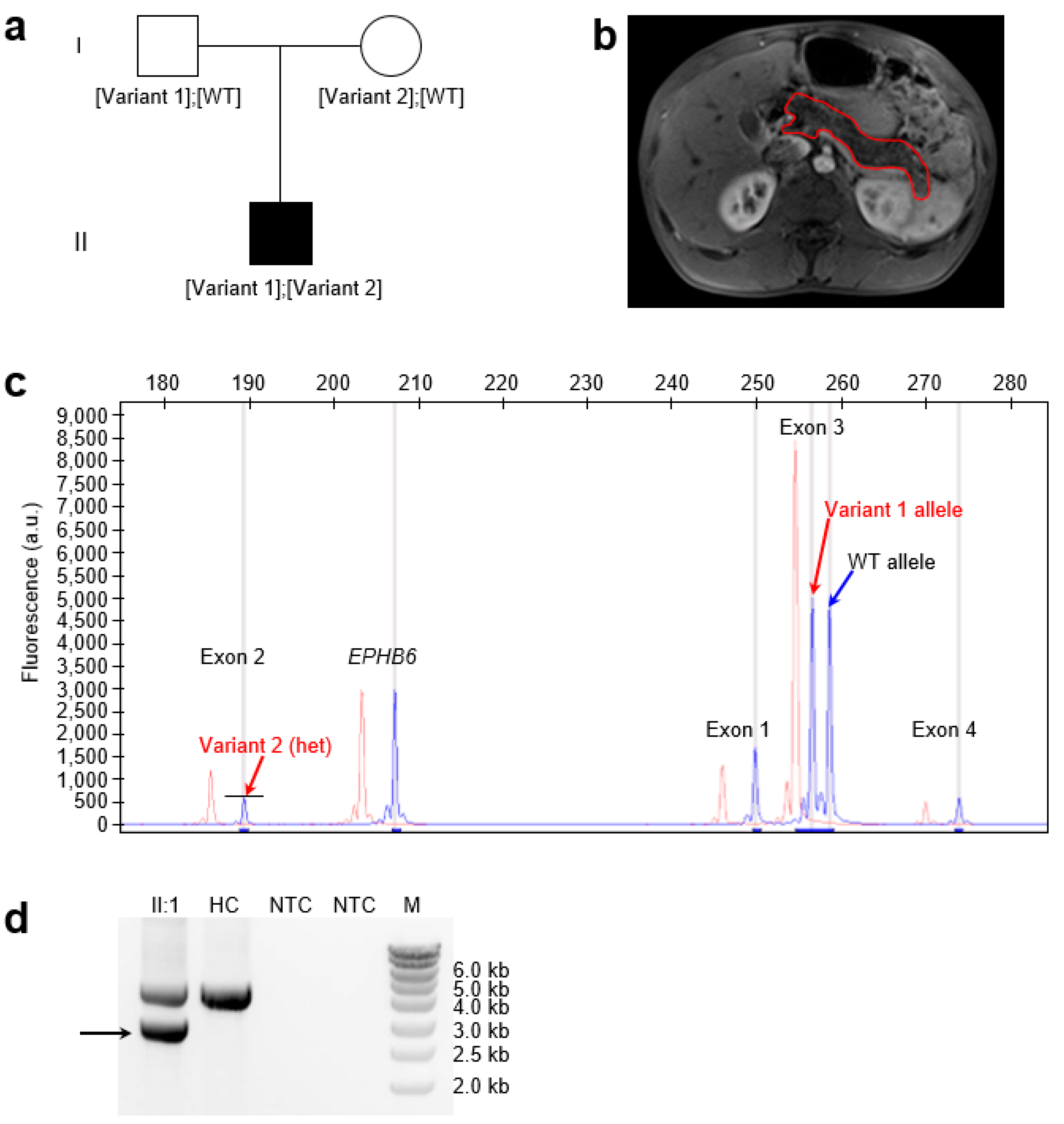 Genes 16 00998 g001 Genes 16 00998 g001