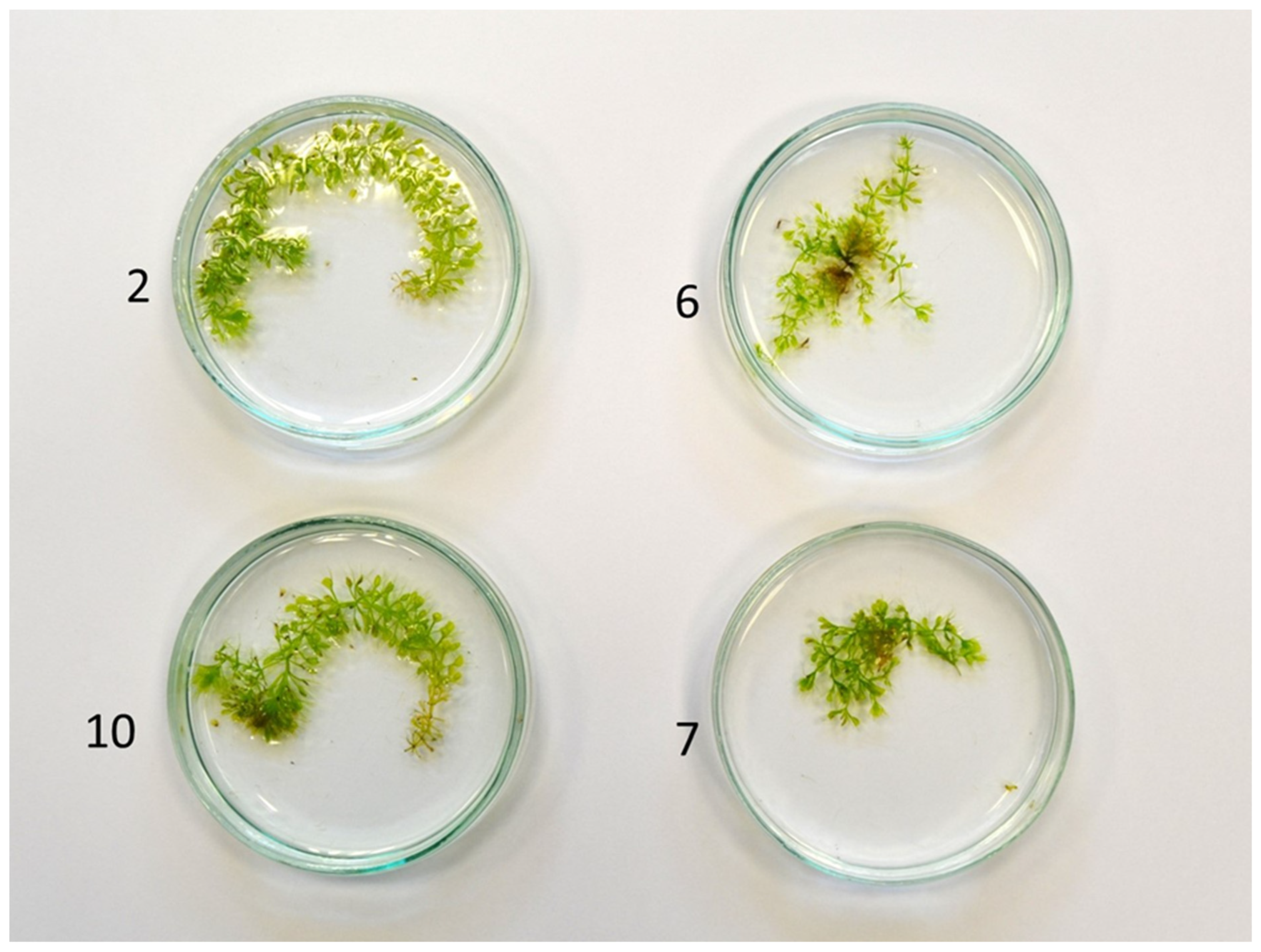 Genes 16 01003 g001 Genes 16 01003 g001