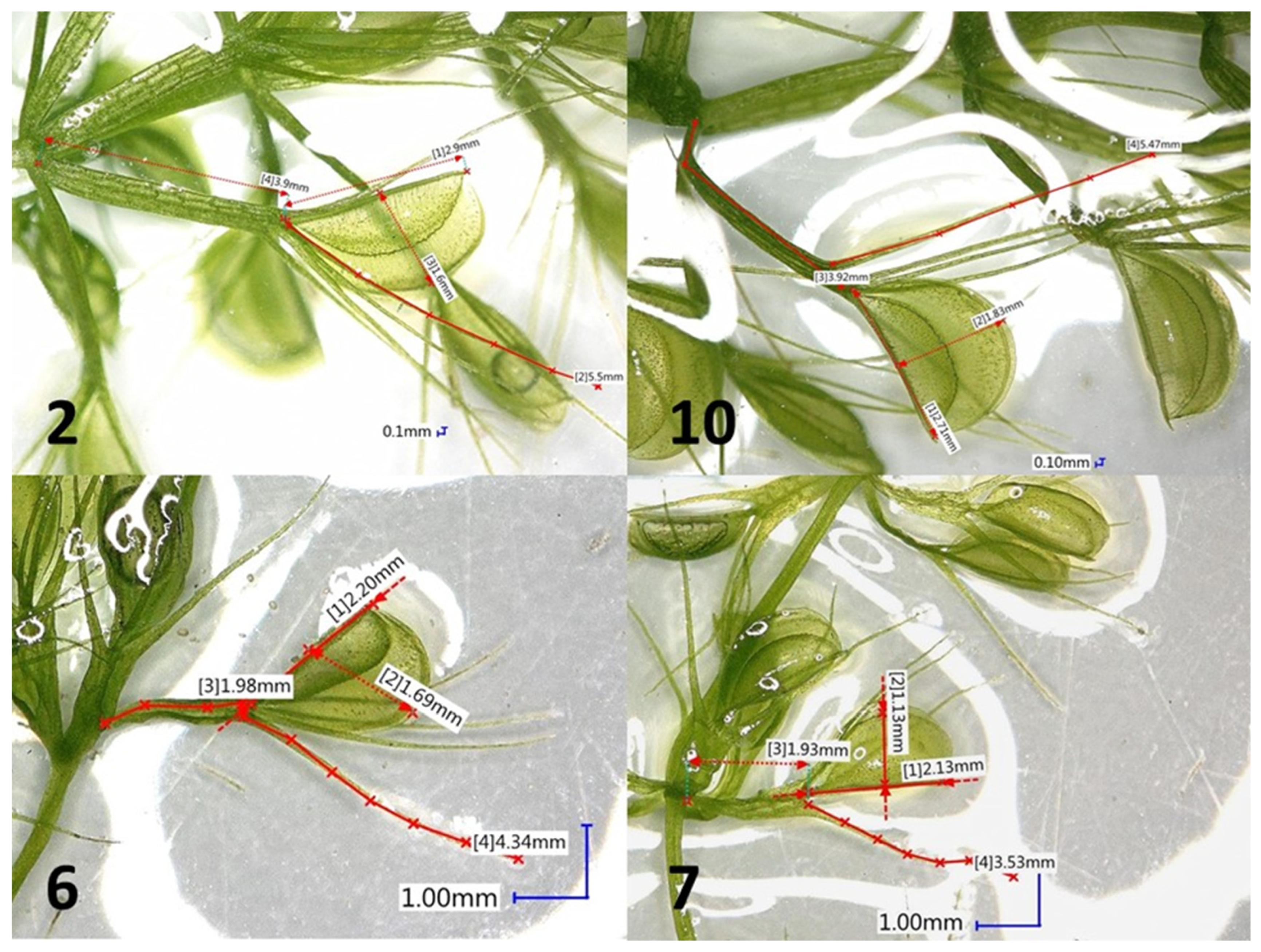 Genes 16 01003 g002 Genes 16 01003 g002
