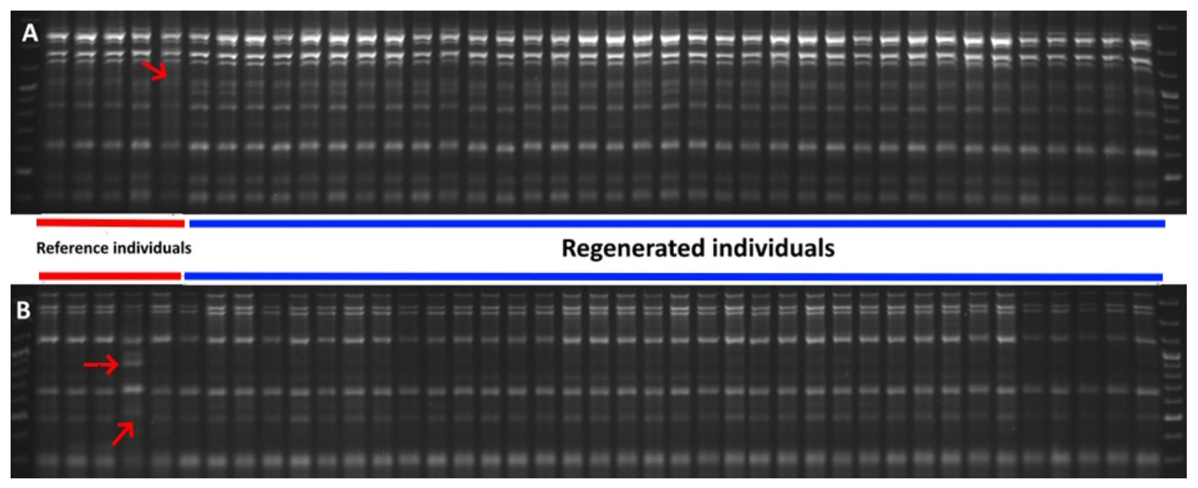 Genes 16 01003 g003 Genes 16 01003 g003