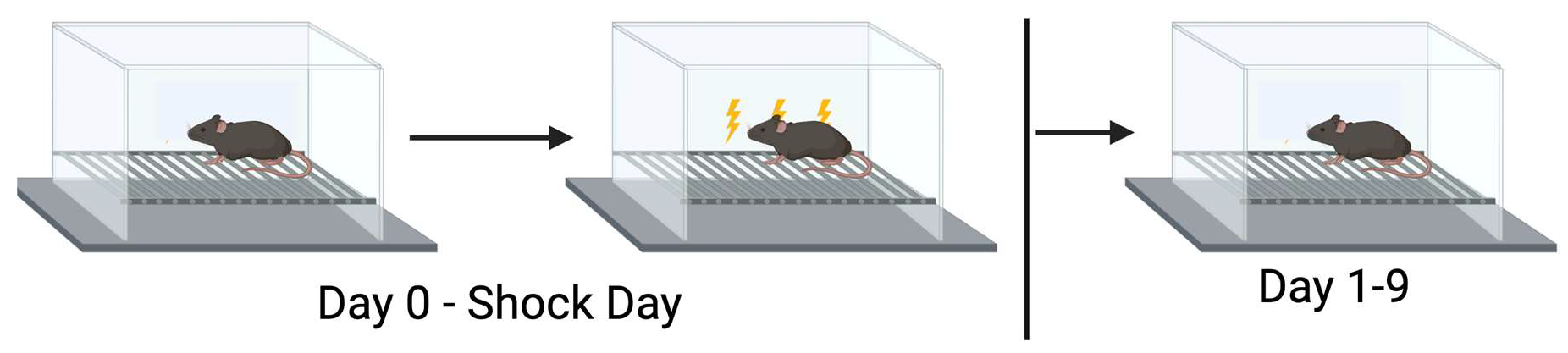 Genes 16 01004 g001 Genes 16 01004 g001