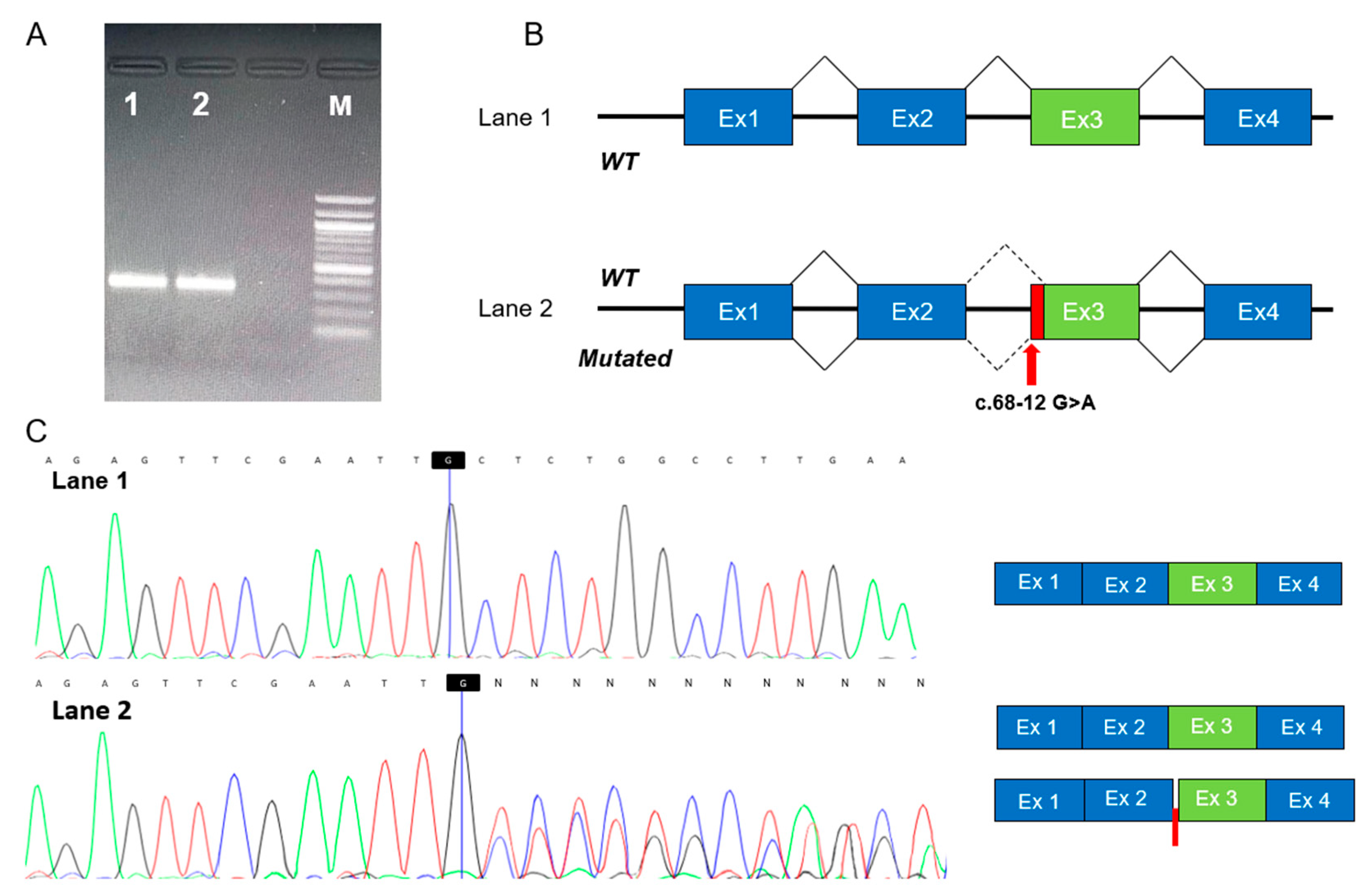 Genes 16 01009 g002 Genes 16 01009 g002