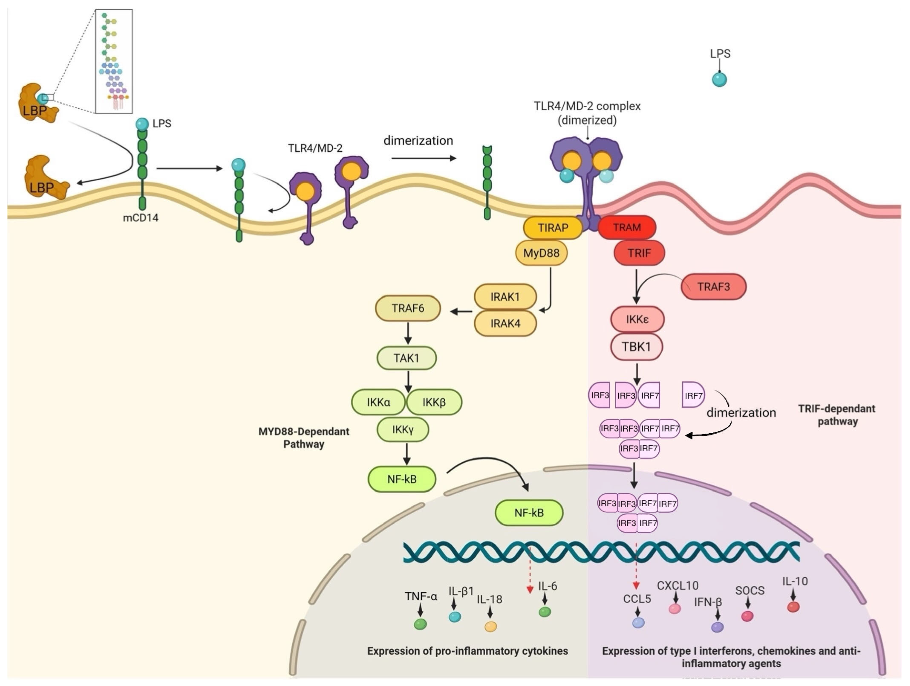 Genes 16 01014 g001 Genes 16 01014 g001