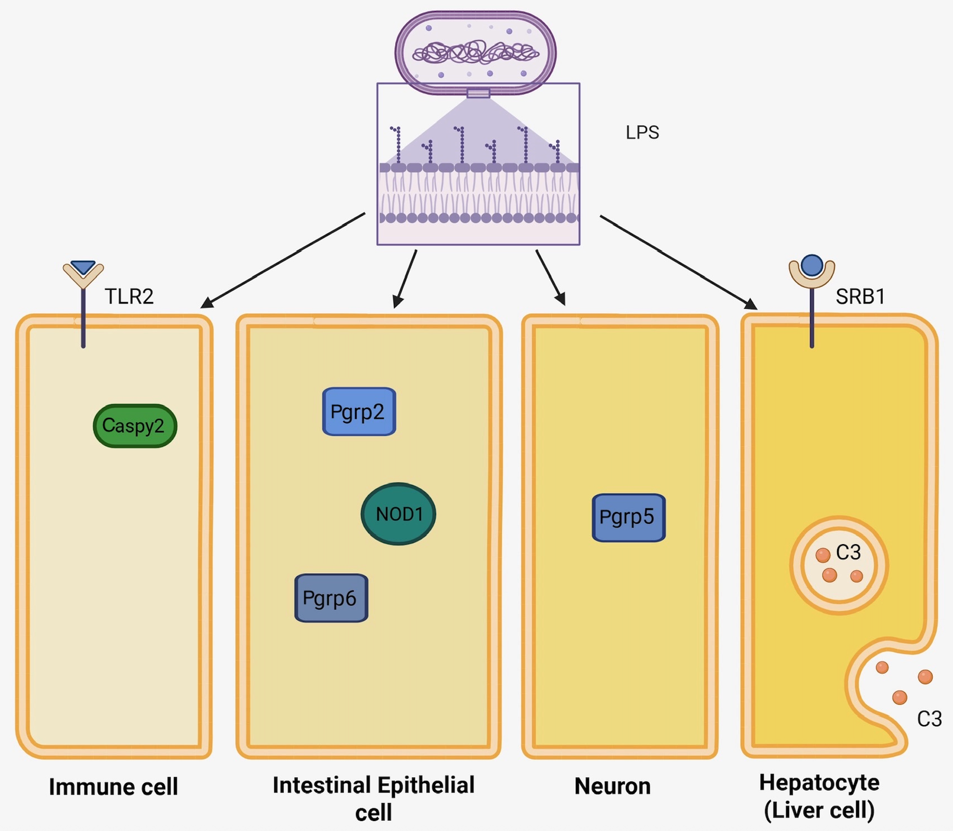 Genes 16 01014 g002 Genes 16 01014 g002