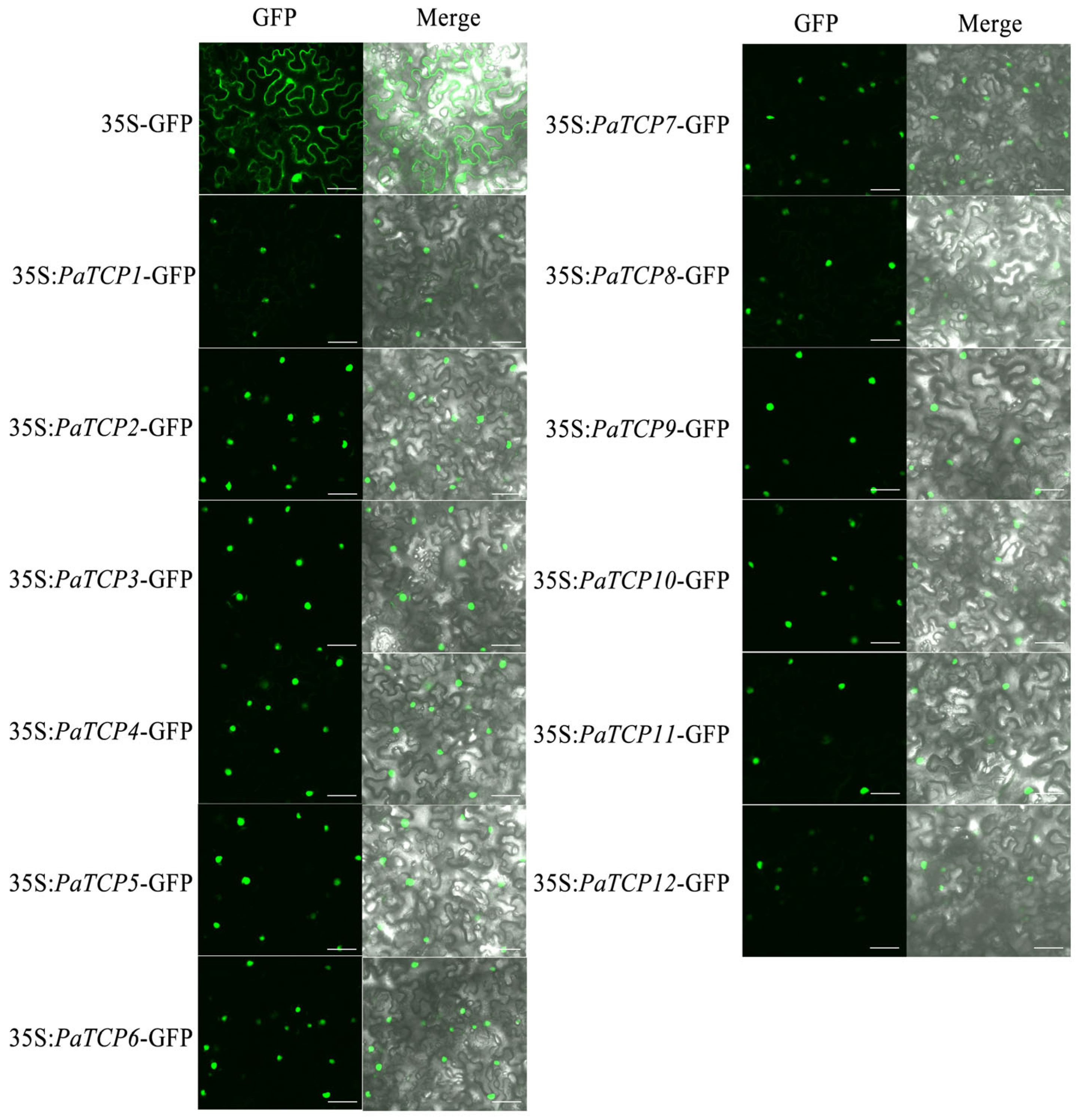 Genes 16 01021 g004 Genes 16 01021 g004
