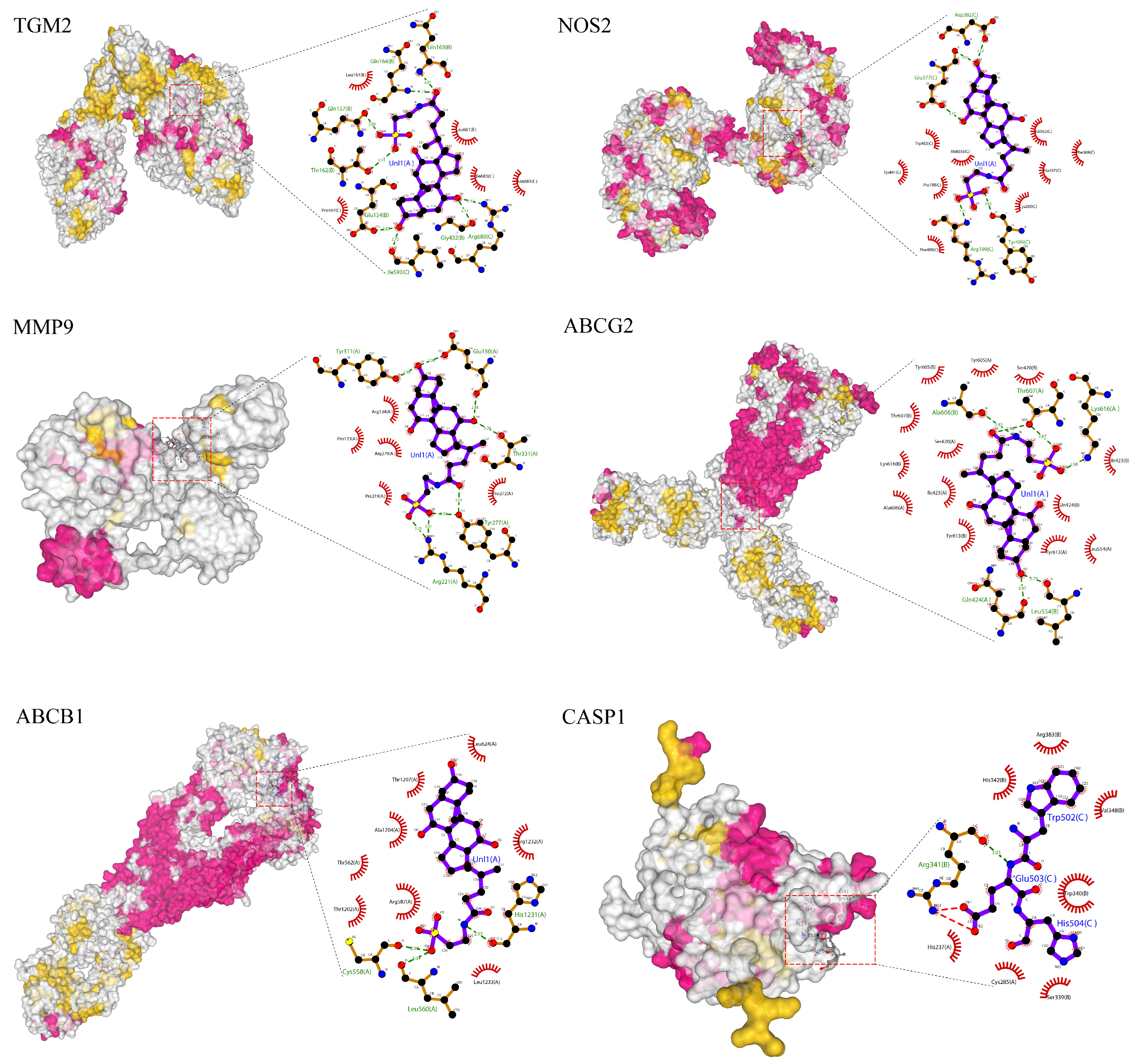 Genes 16 01024 g007 Genes 16 01024 g007