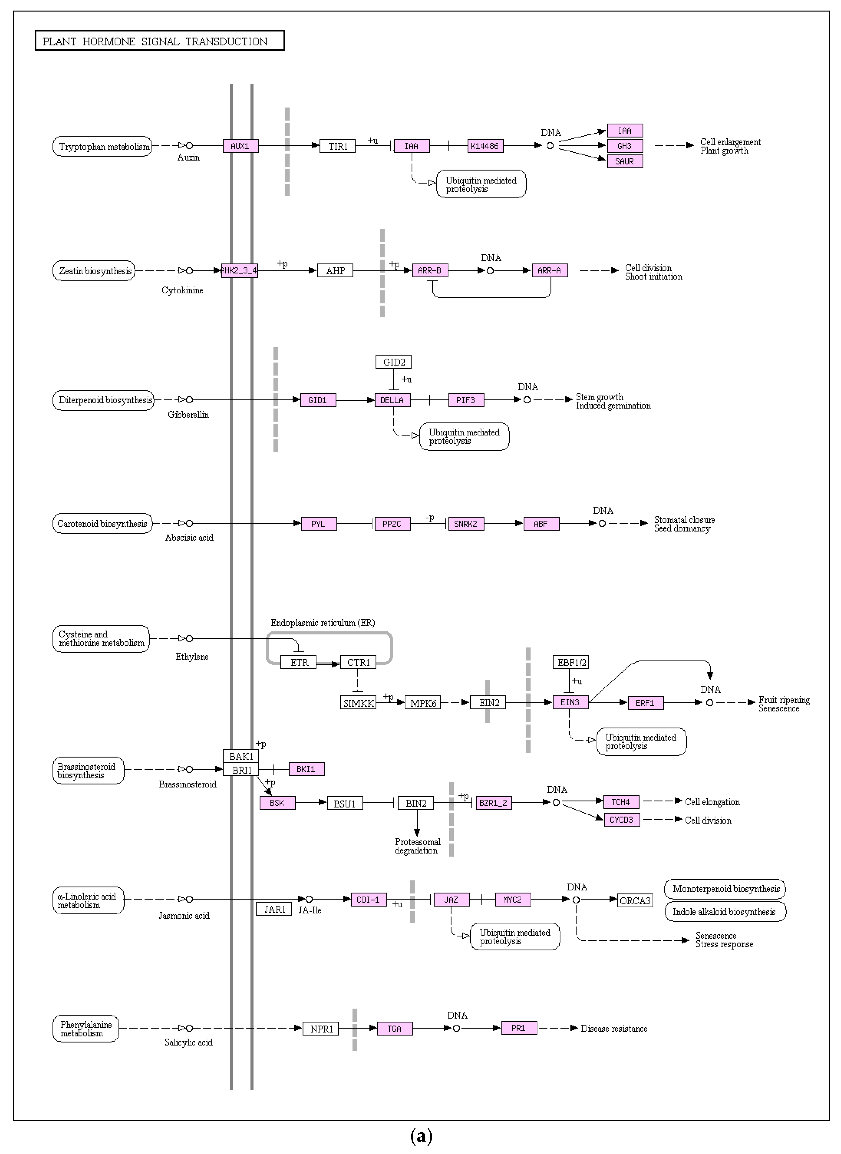 Genes 16 01043 g008a Genes 16 01043 g008a