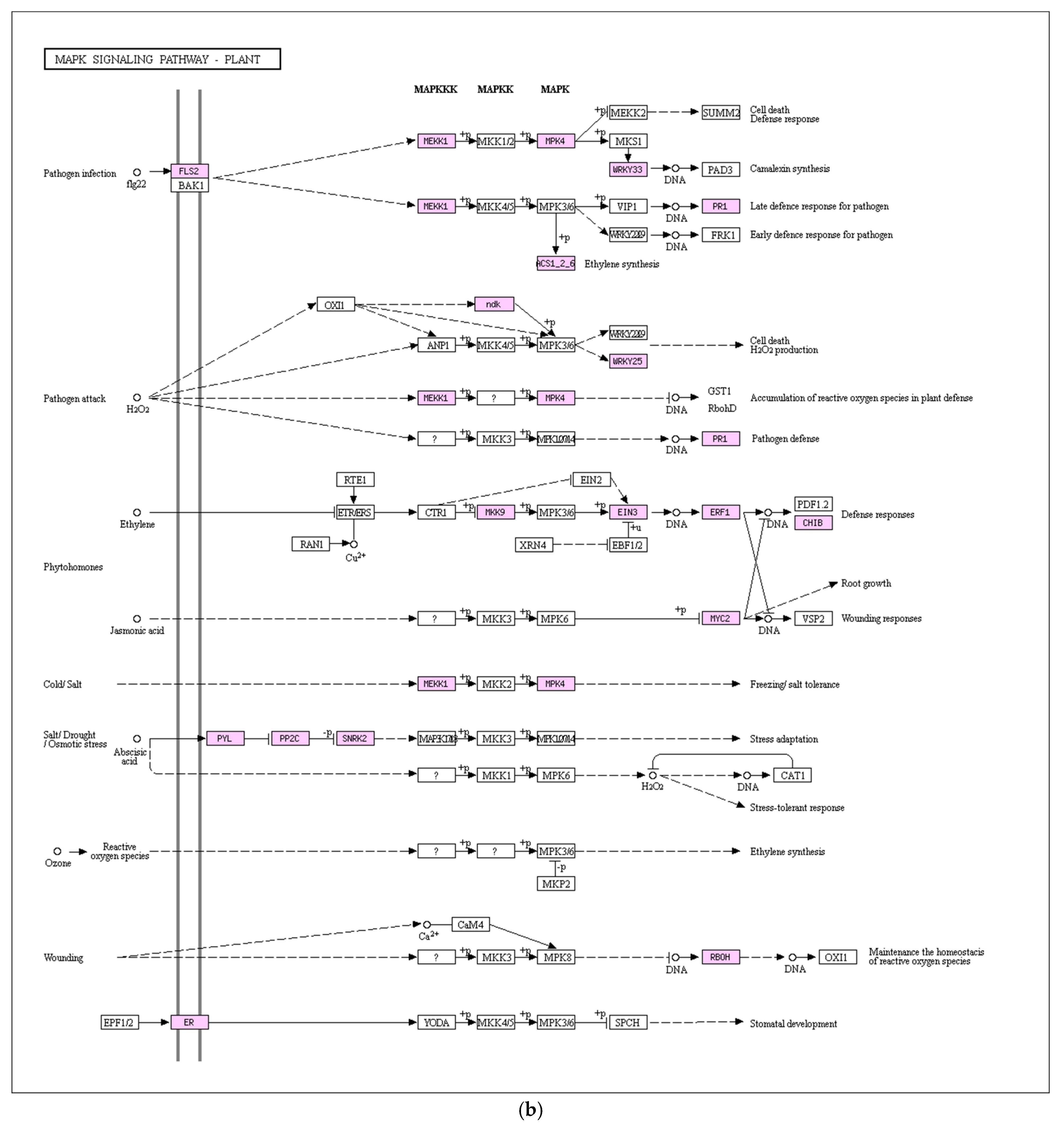 Genes 16 01043 g008b Genes 16 01043 g008b