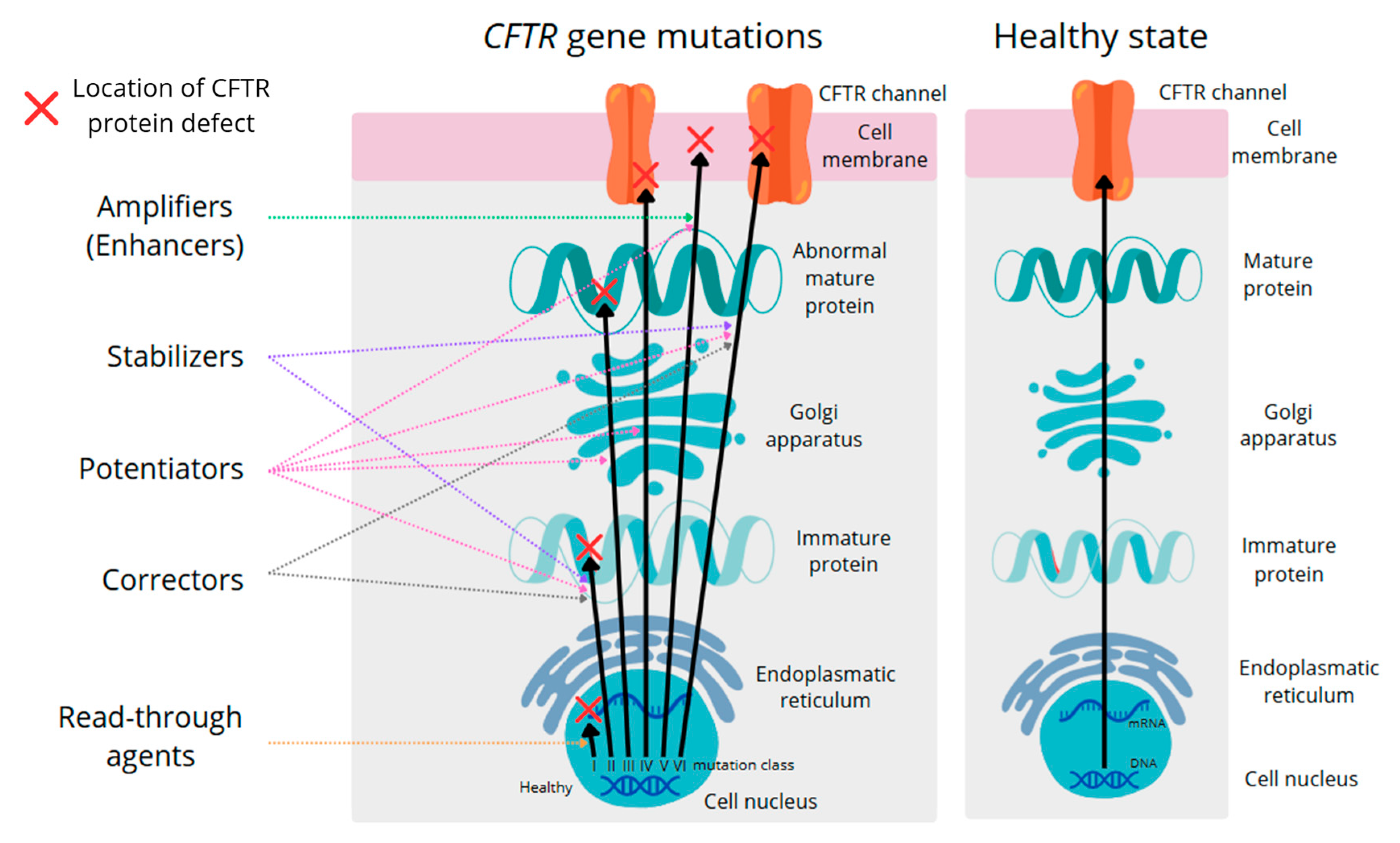 Genes 16 01049 g002 Genes 16 01049 g002