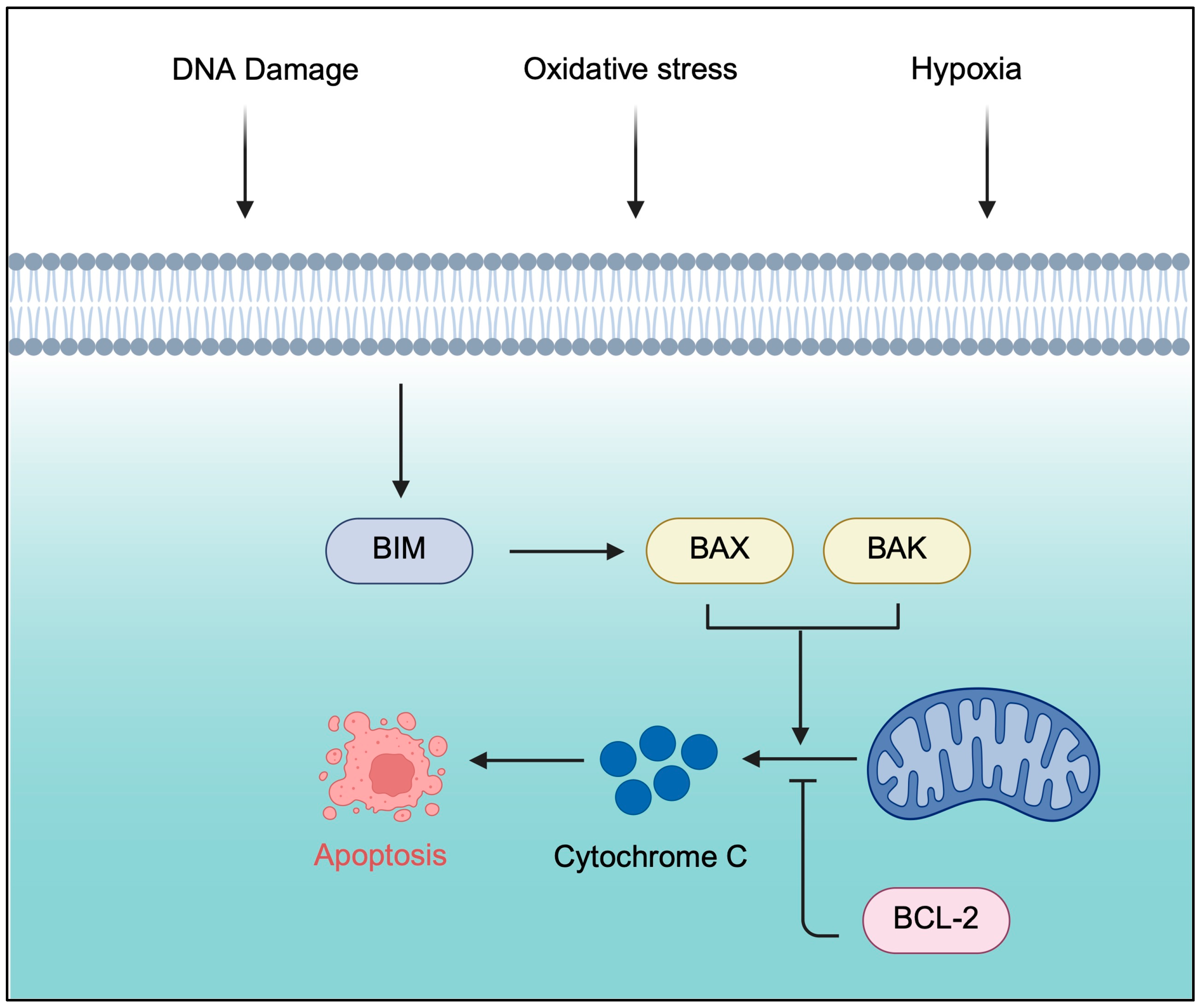 Genes 16 01064 g001 Genes 16 01064 g001