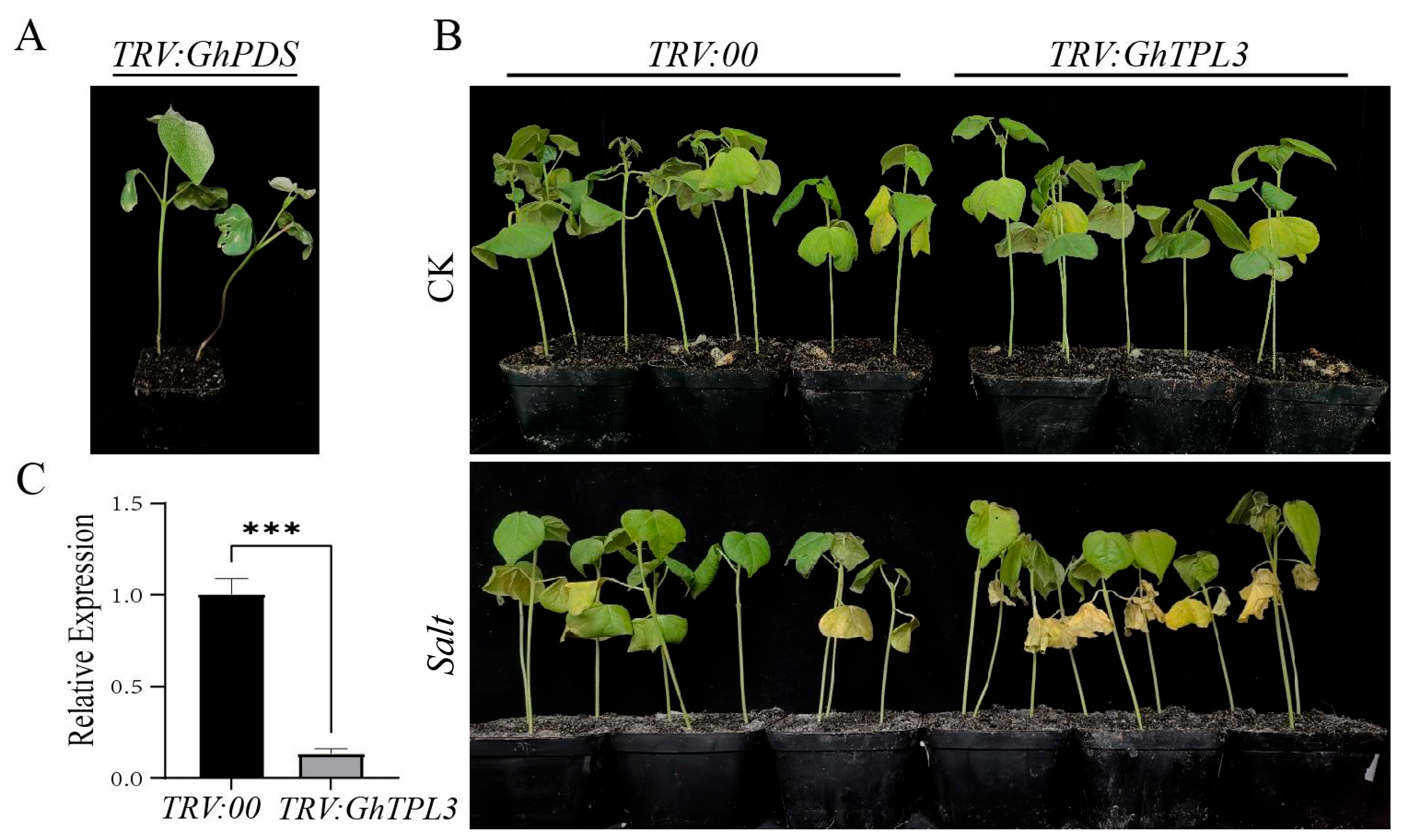 Genes 16 01072 g007 Genes 16 01072 g007