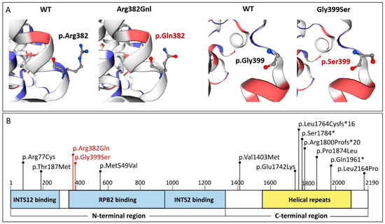 Novel Biallelic INTS1 Variants May Expand the Phenotypic Spectrum