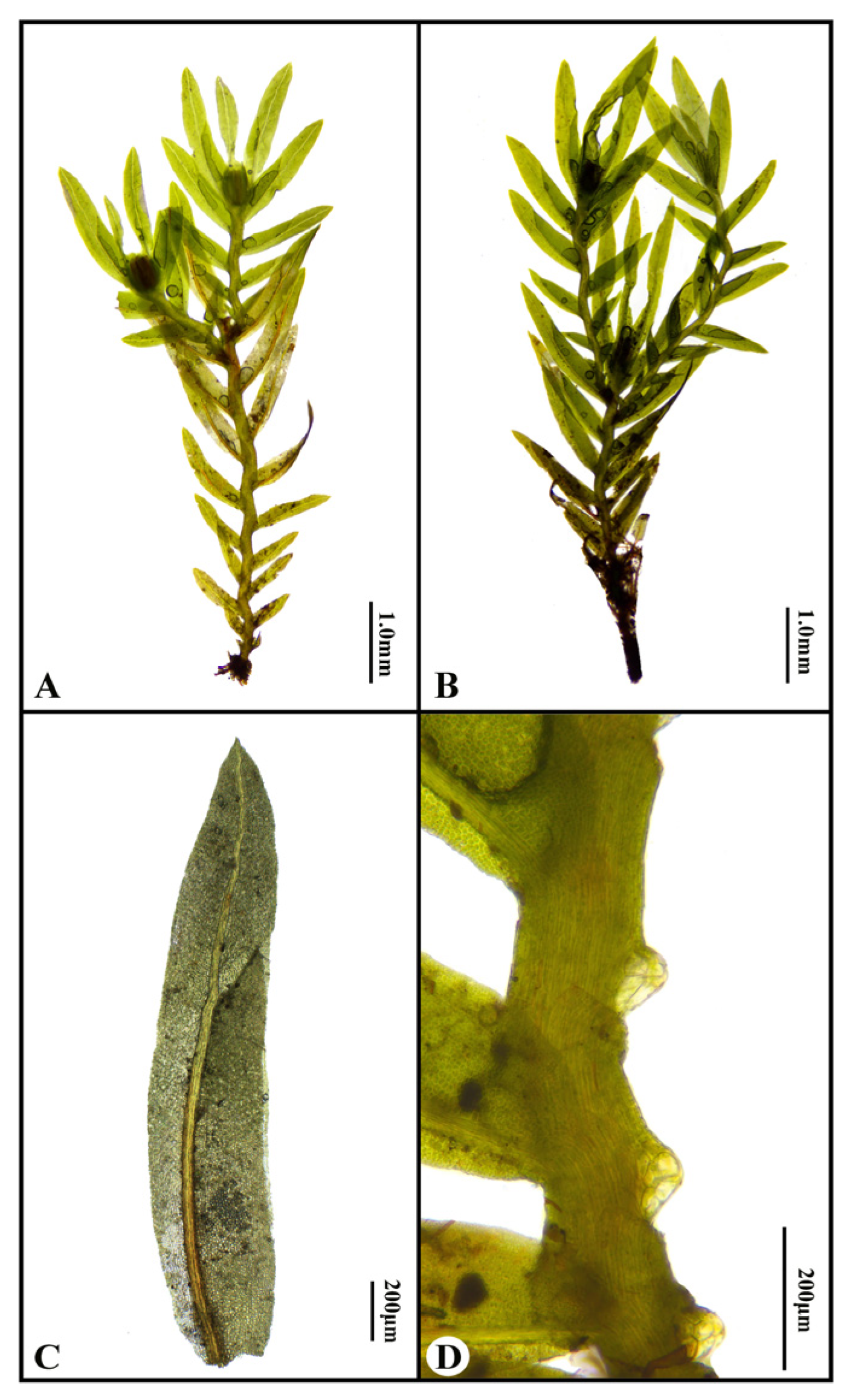 Genes 16 01103 g001 Genes 16 01103 g001