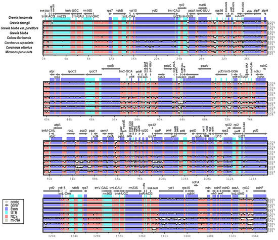 Comparative Analysis of the Chloroplast Genomes of Grewia