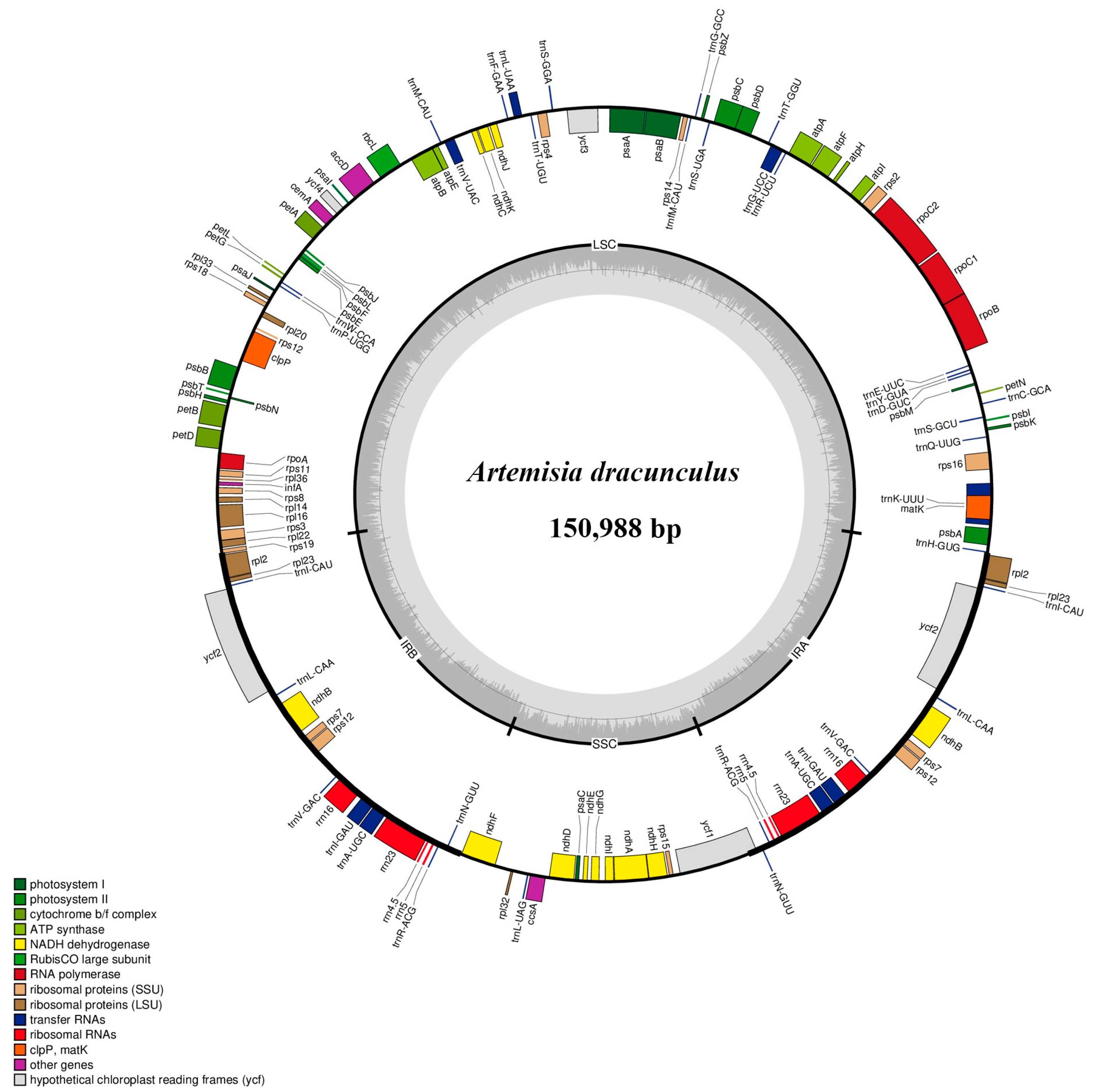 Comparative Analysis of Artemisia Plastomes, with