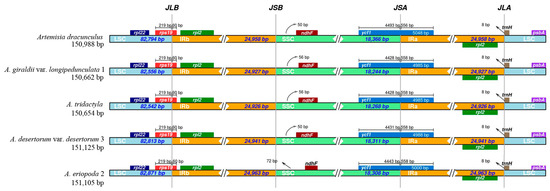 Comparative Analysis of Artemisia Plastomes, with Implications for