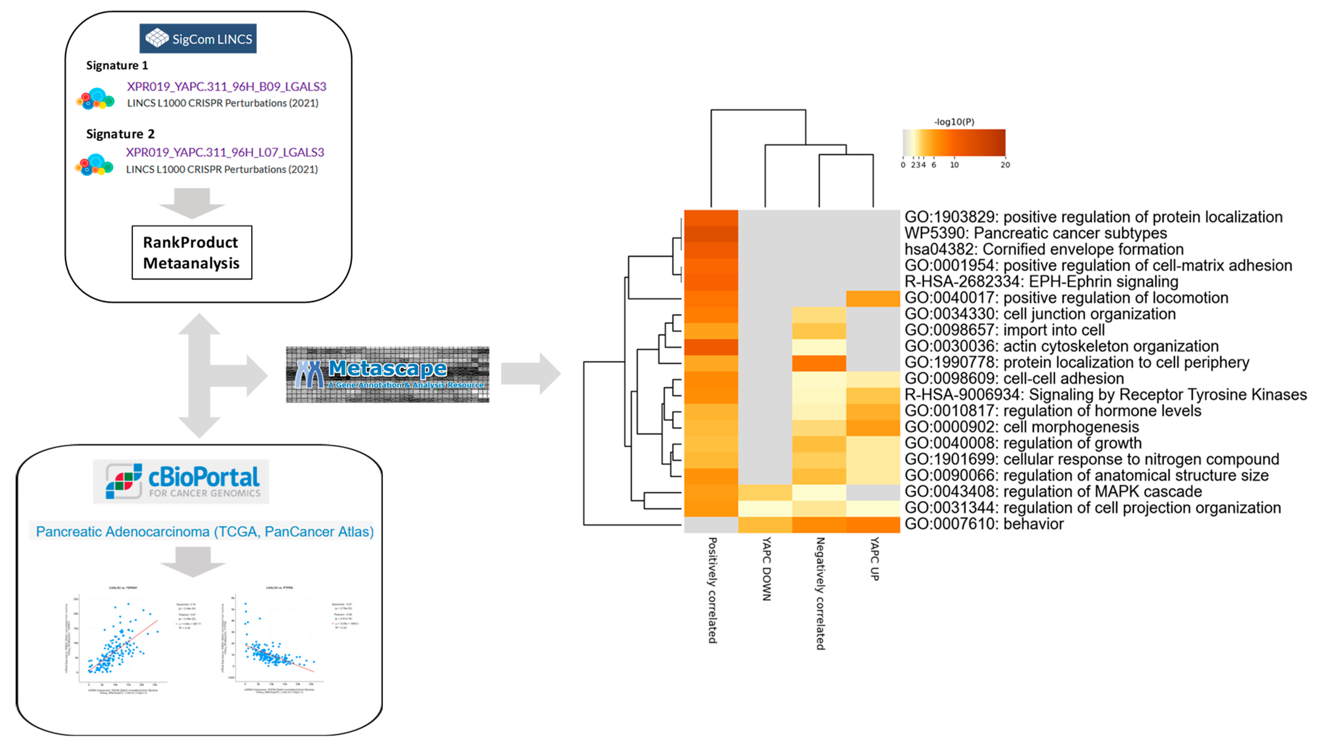 Genes 16 01170 g004 Genes 16 01170 g004
