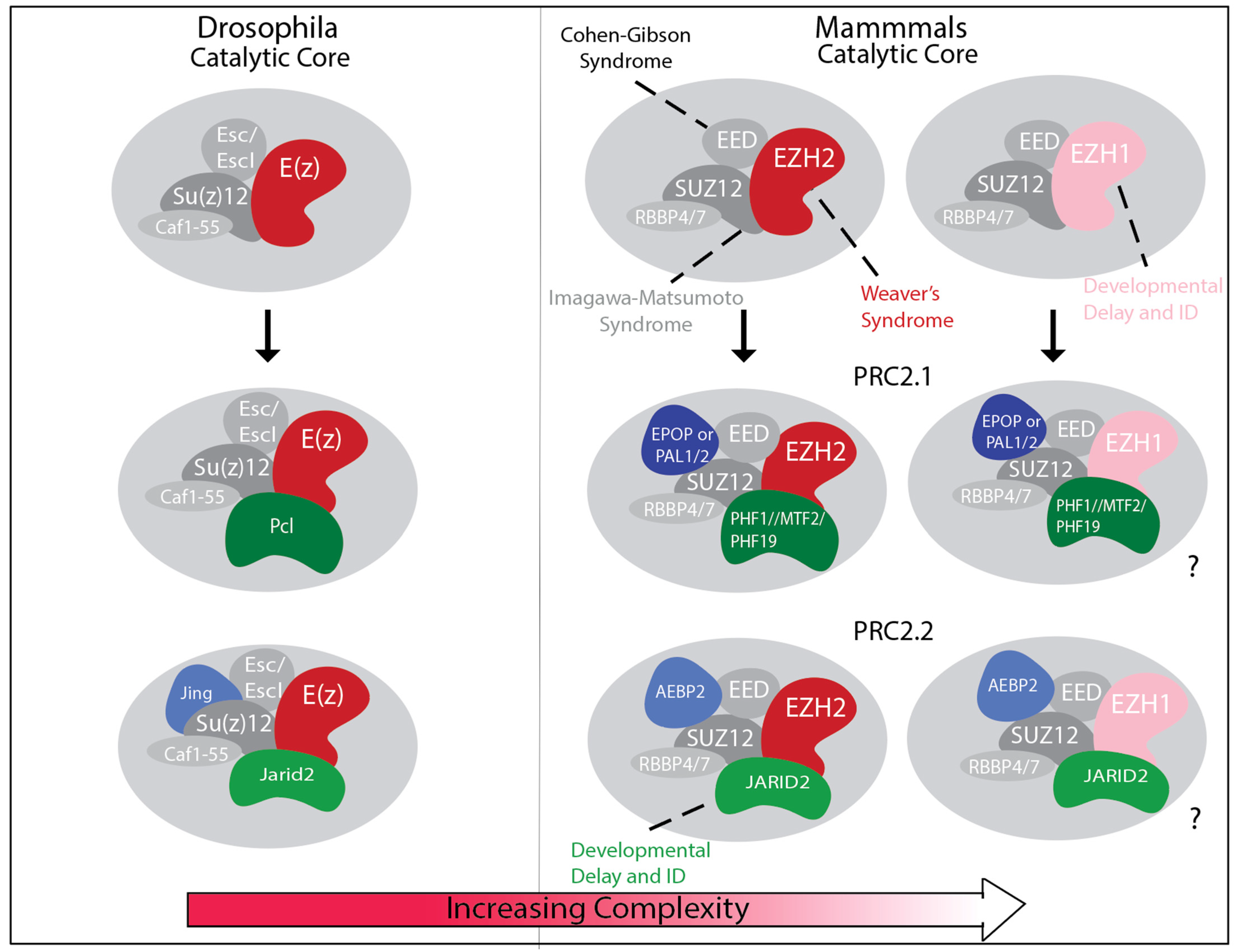 Genes 16 01191 g001 Genes 16 01191 g001