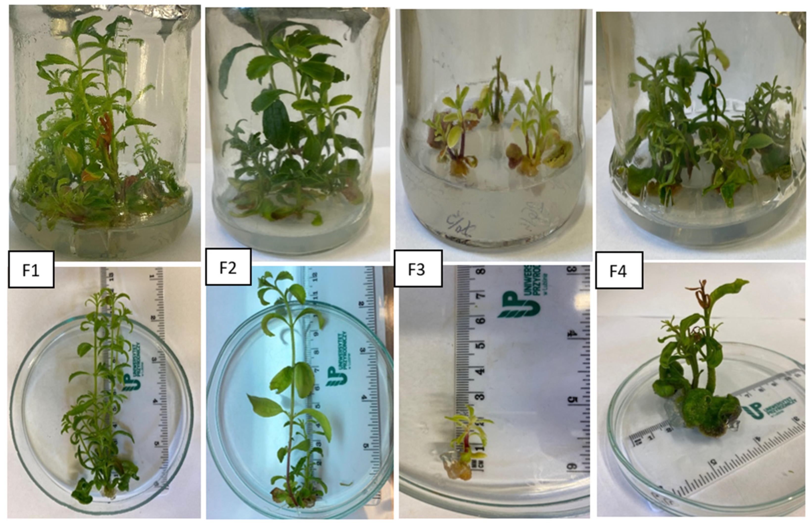 Genes 16 01203 g003 Genes 16 01203 g003