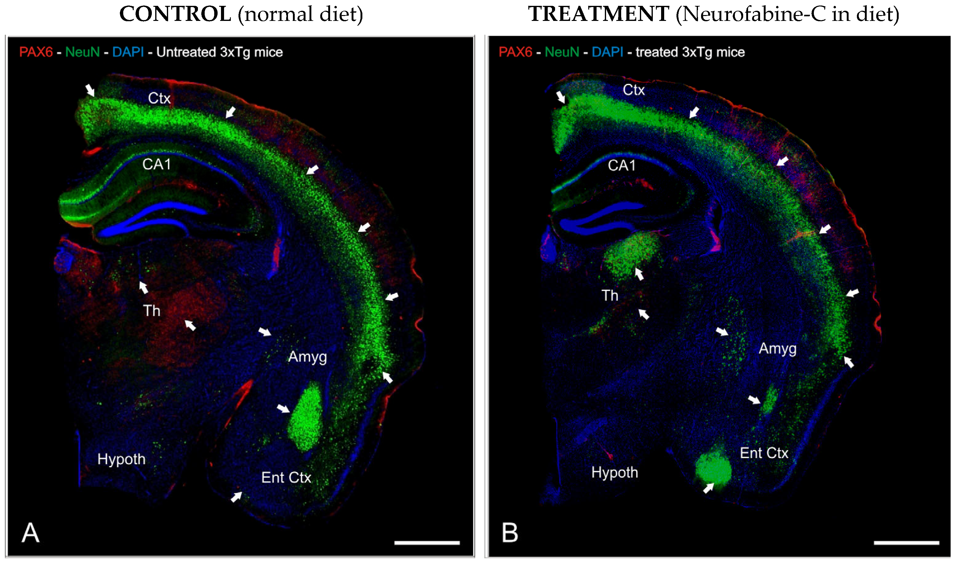 Genes 16 01214 g005 Genes 16 01214 g005