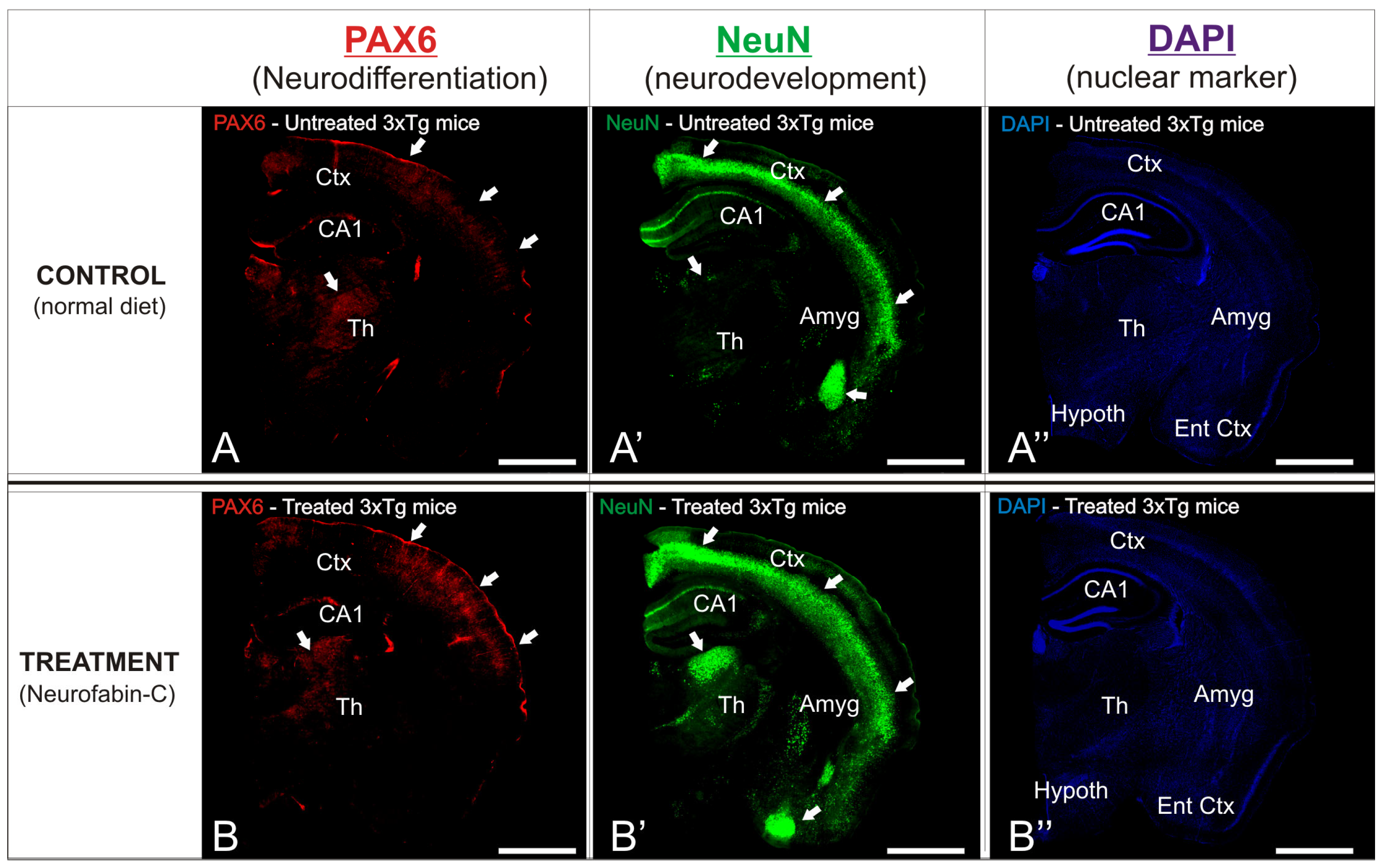Genes 16 01214 g006 Genes 16 01214 g006