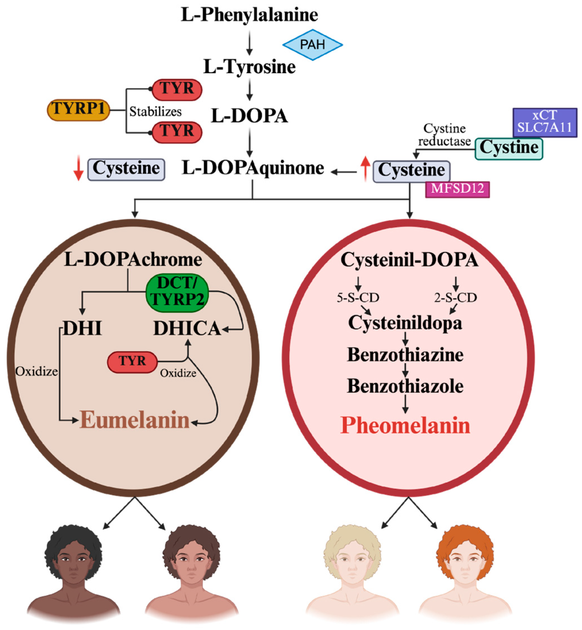 Genes 16 01227 g001 Genes 16 01227 g001