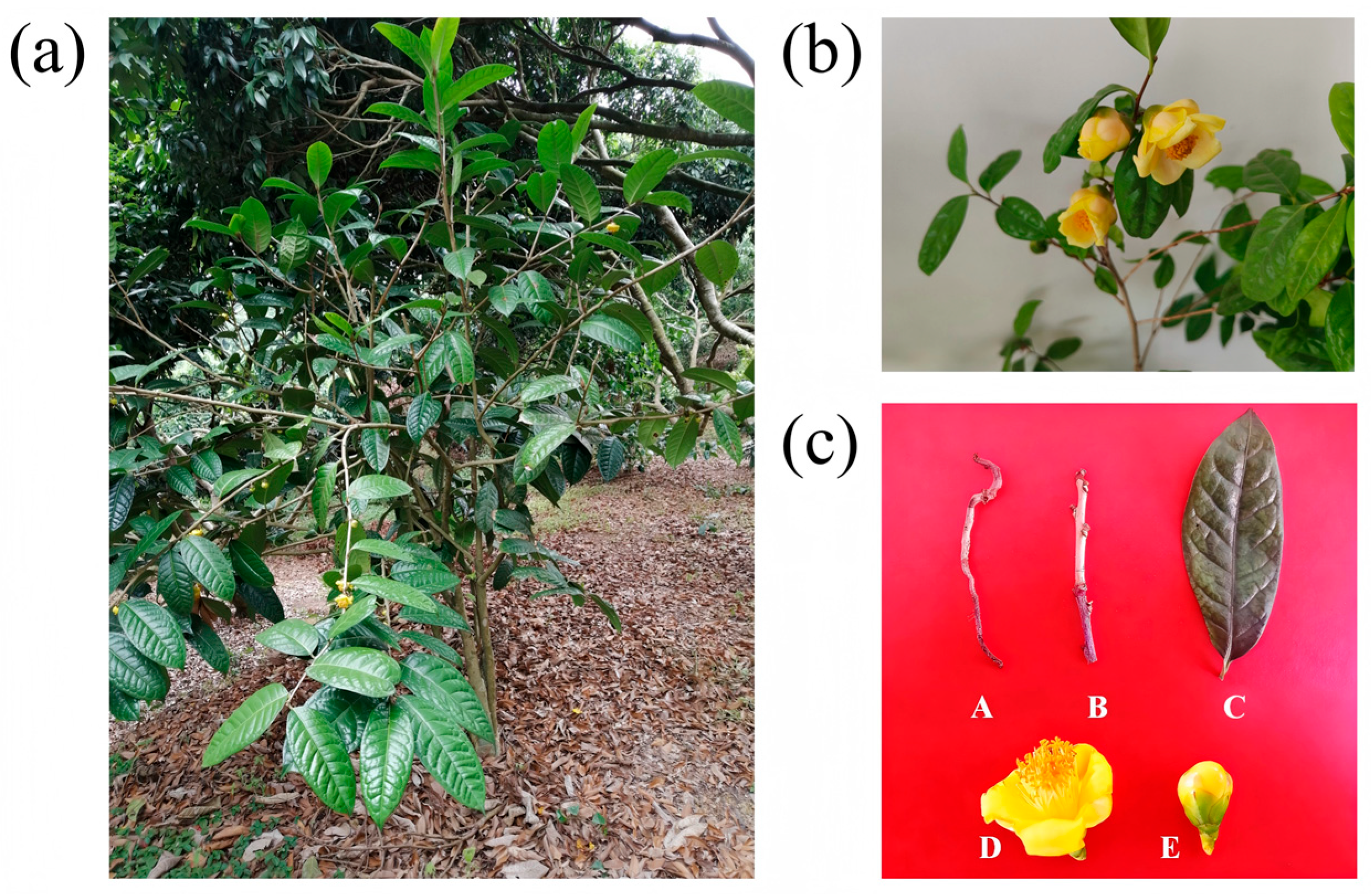 Genes 16 01251 g001 Genes 16 01251 g001