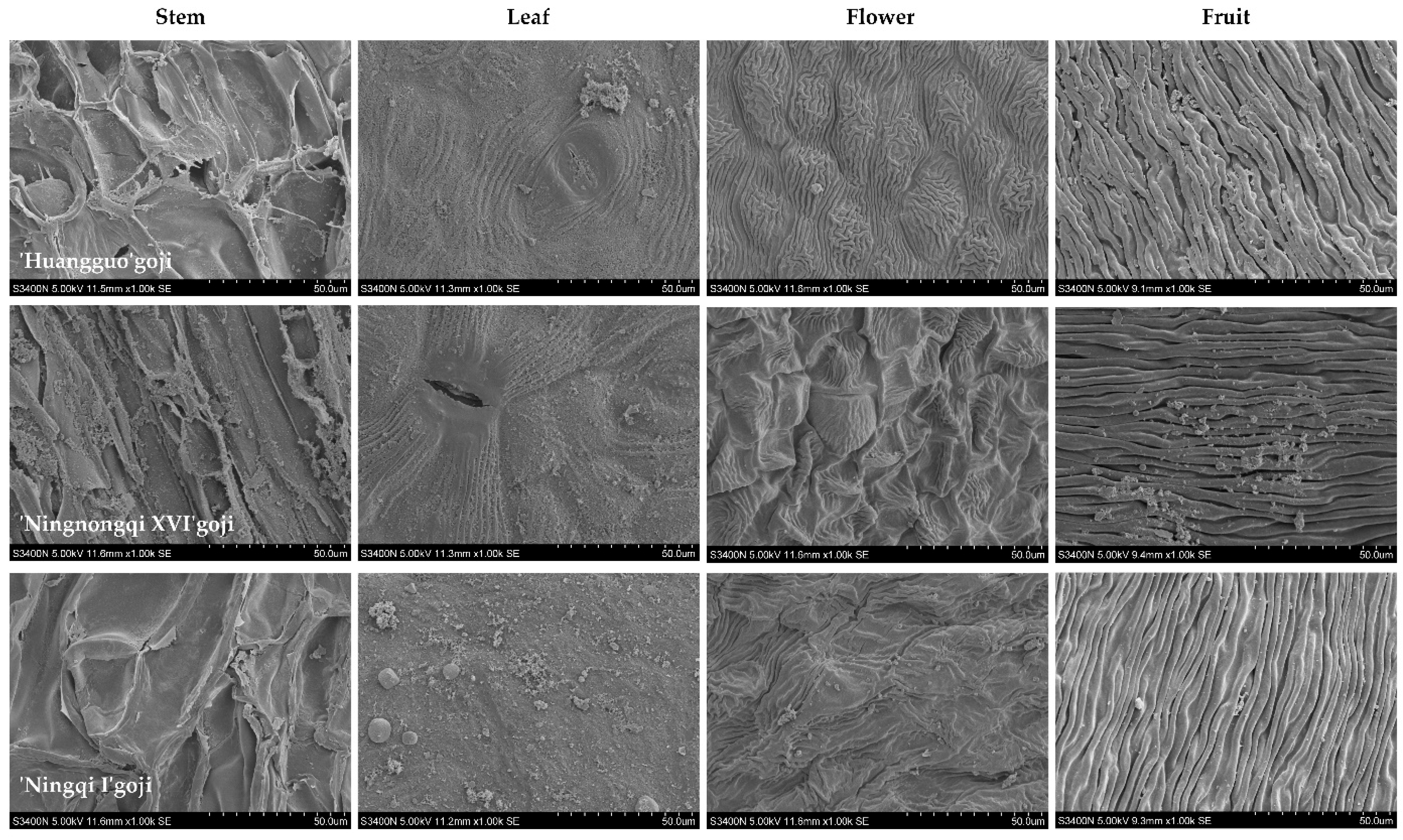 Genes 16 01257 g001 Genes 16 01257 g001