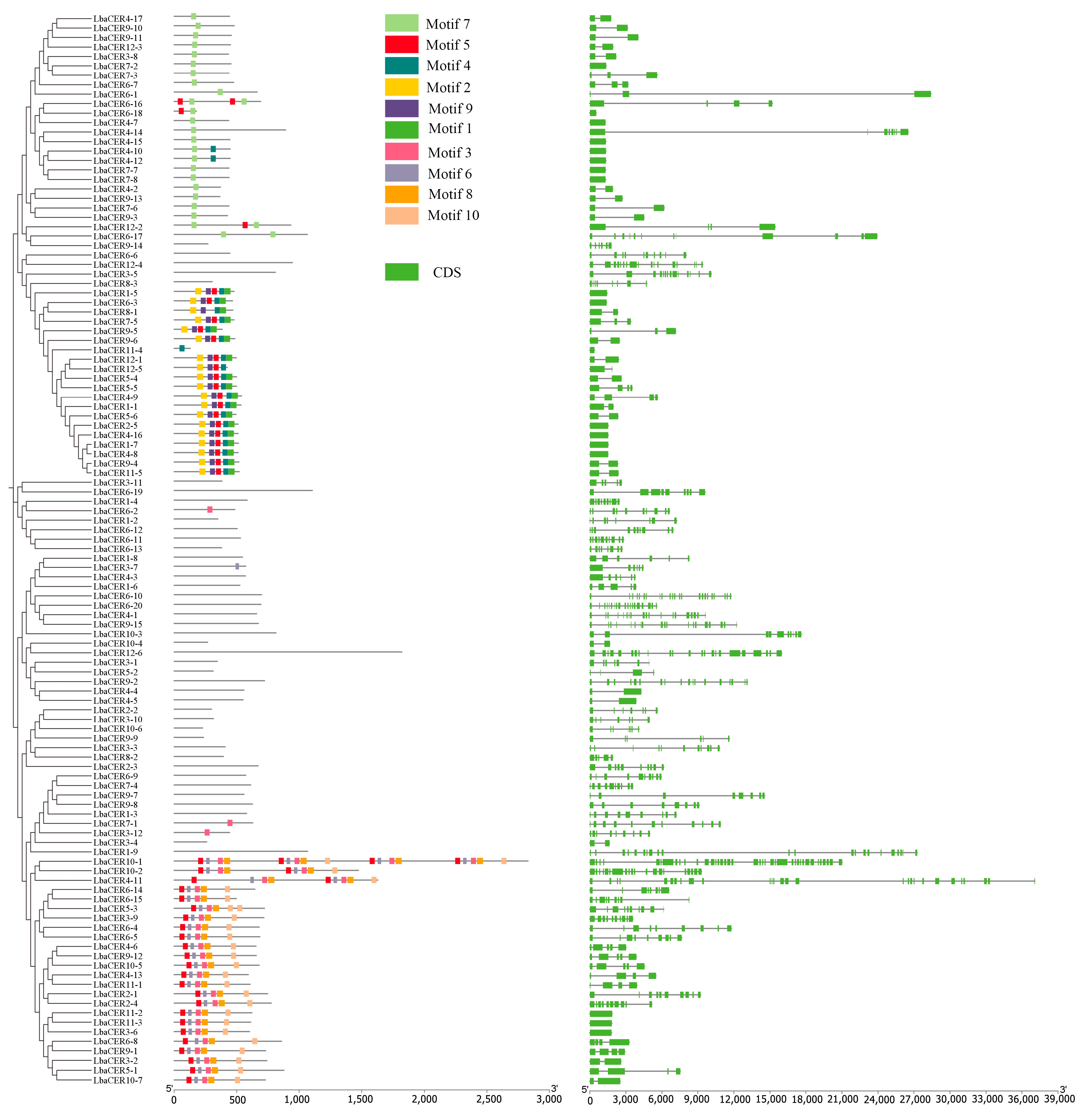 Genes 16 01257 g004 Genes 16 01257 g004