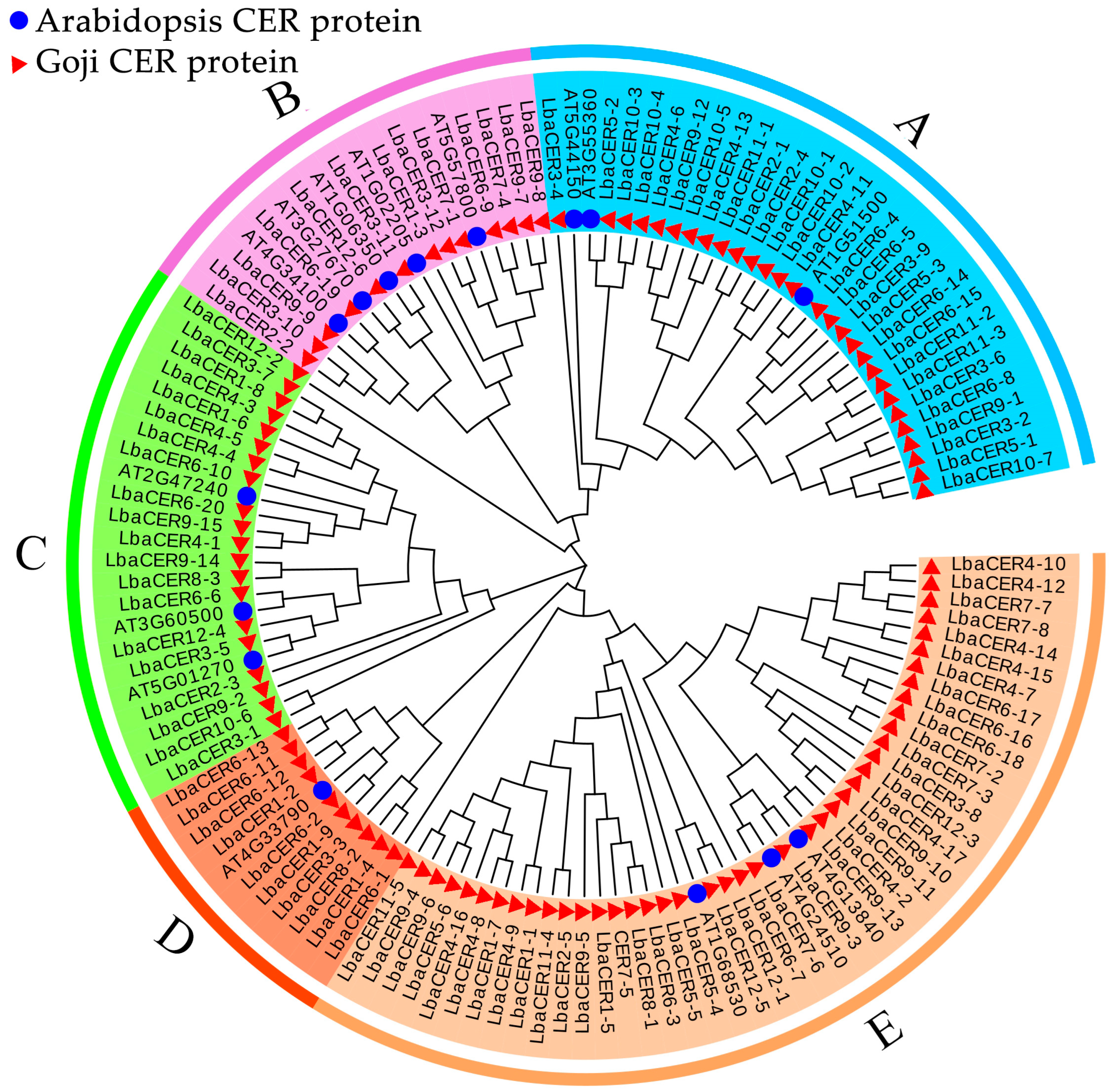 Genes 16 01257 g007 Genes 16 01257 g007