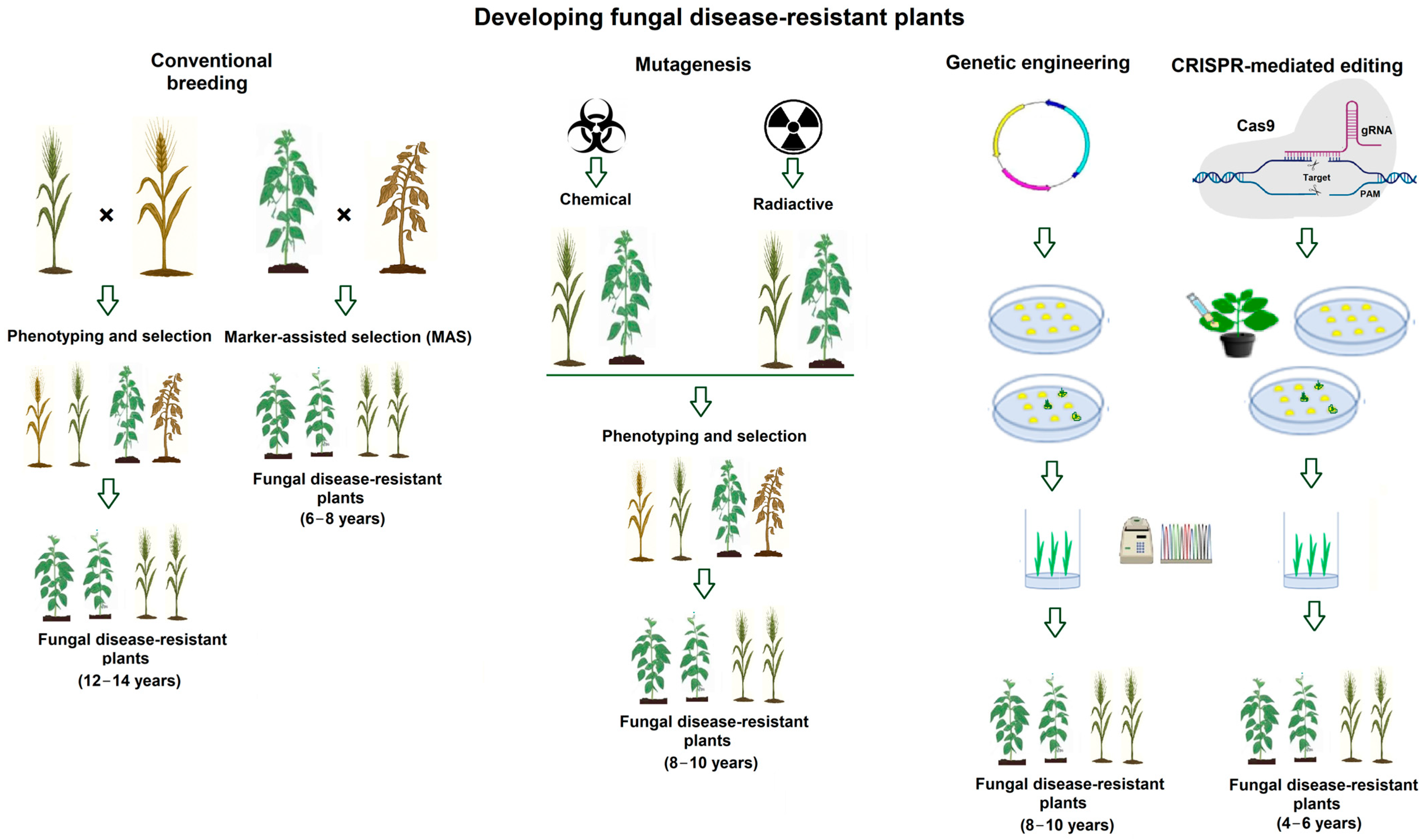 Genes 16 01263 g001 Genes 16 01263 g001