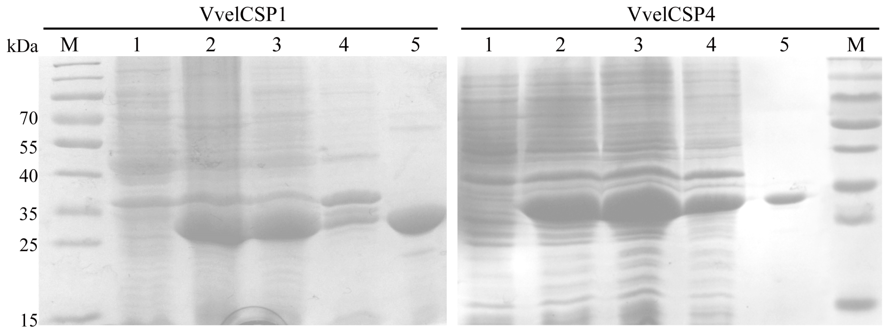 Genes 16 01265 g003 Genes 16 01265 g003