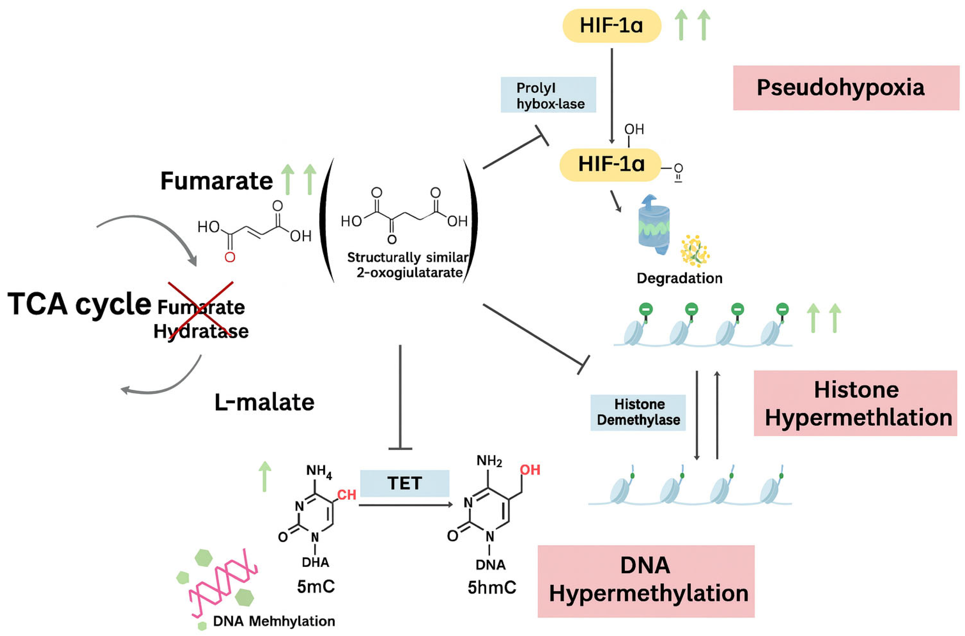 Genes 16 01268 g002 Genes 16 01268 g002