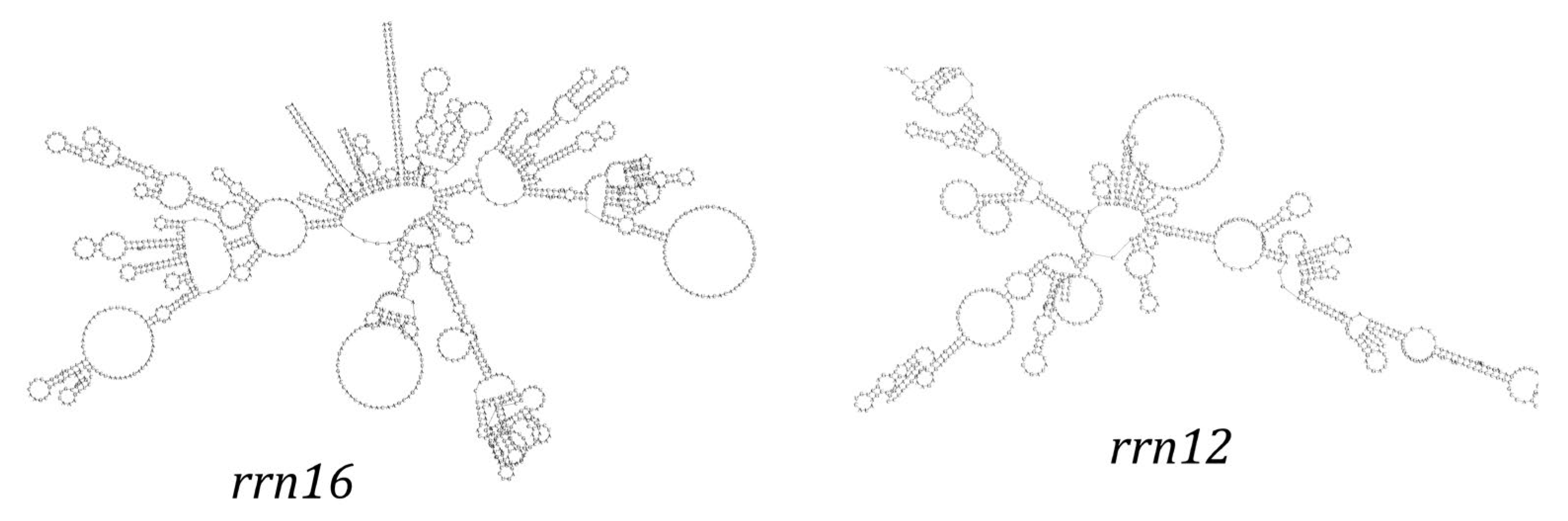Genes 16 01284 g004 Genes 16 01284 g004