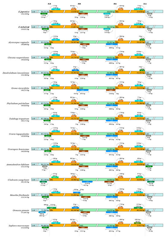 Chloroplast Genome Features and Phylogeny of Two Nationally