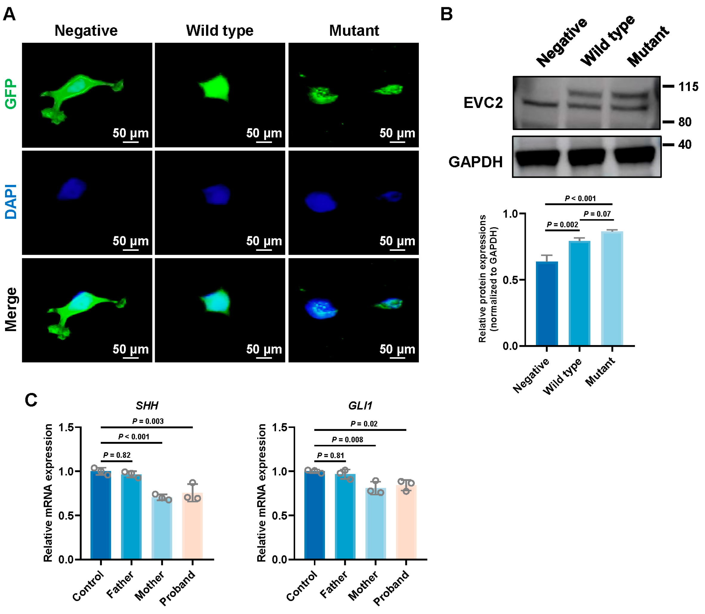Genes 16 01288 g005 Genes 16 01288 g005