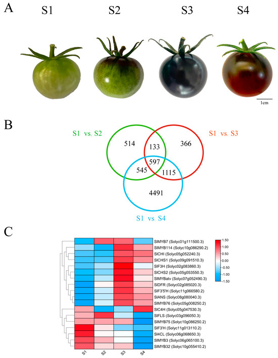 SlMYB76, an SlANS-Repressing R2R3-MYB Transcription Factor