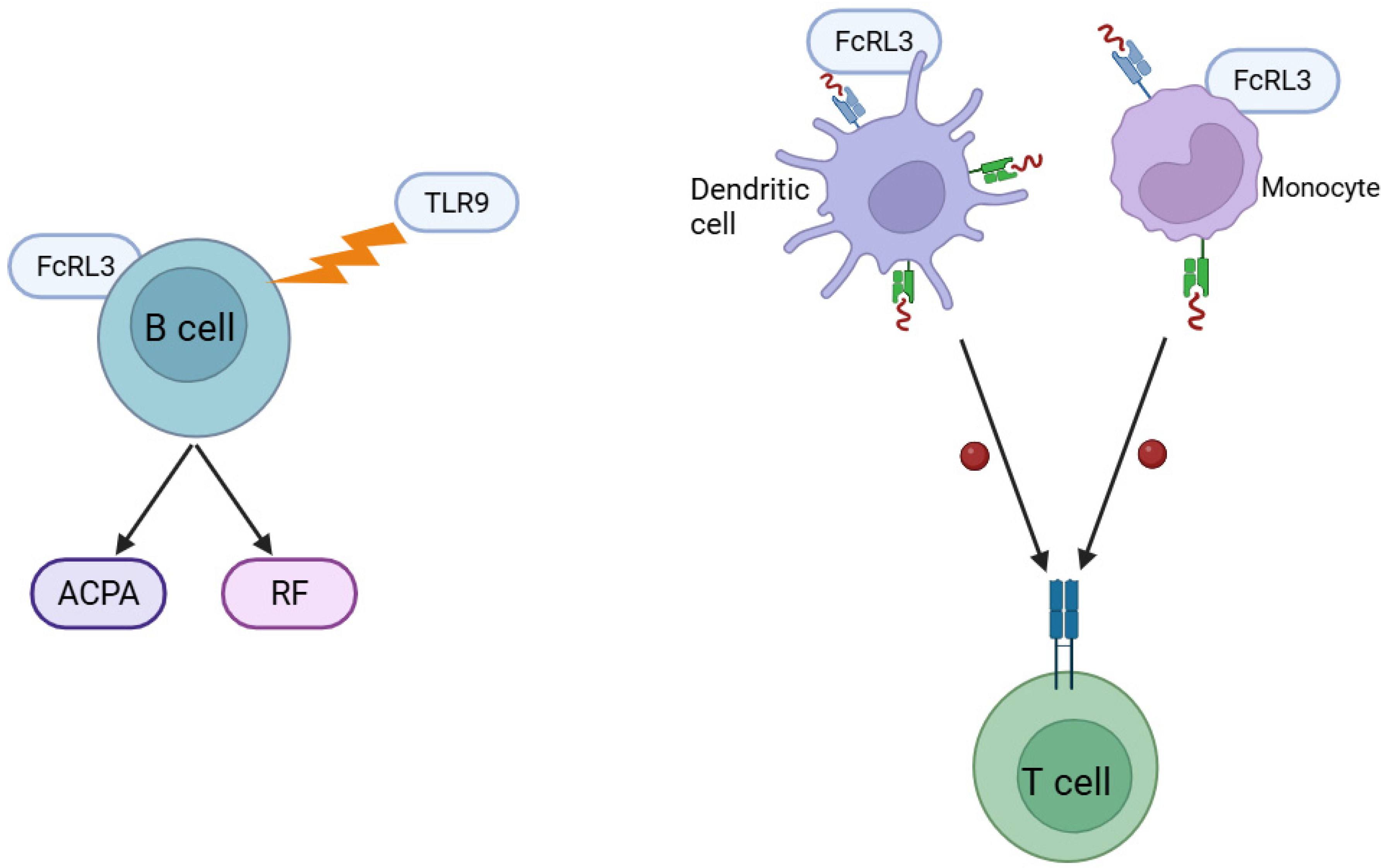 Genes 16 01318 g002 Genes 16 01318 g002