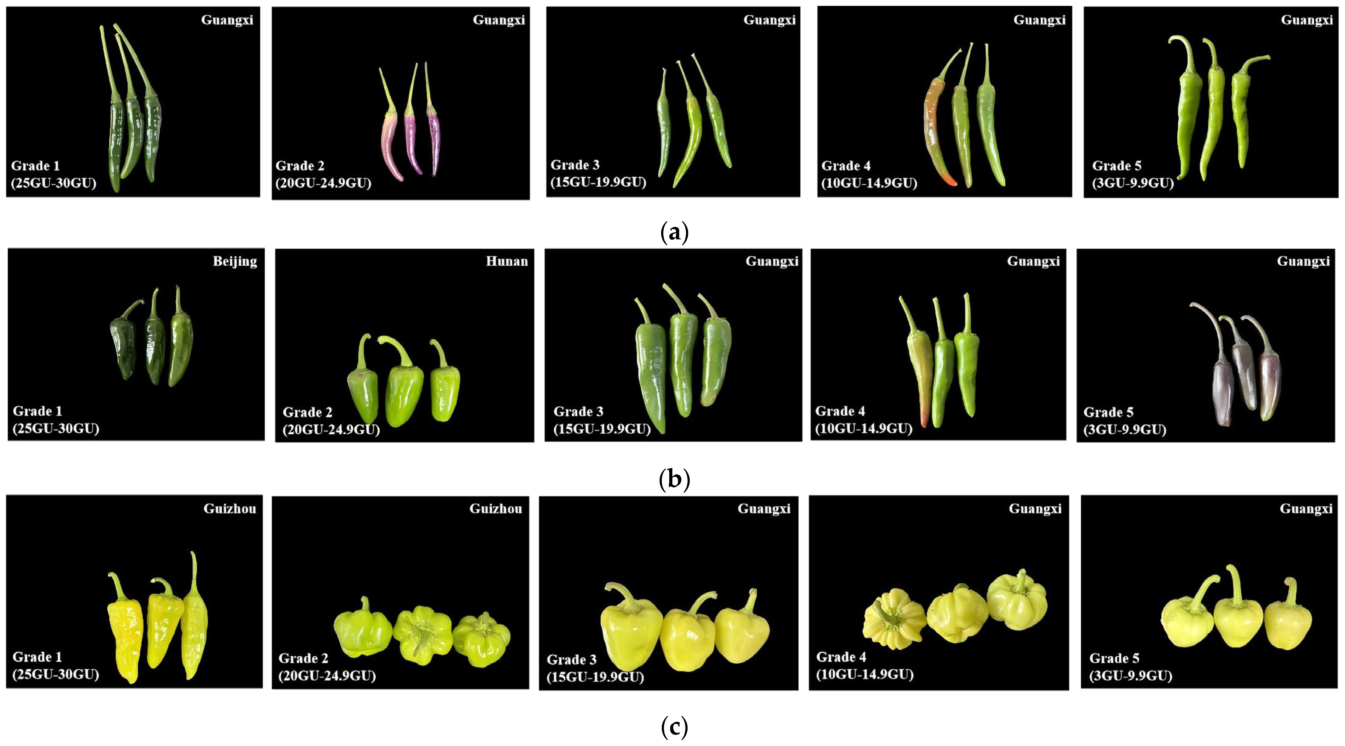 Genes 16 01319 g001 Genes 16 01319 g001